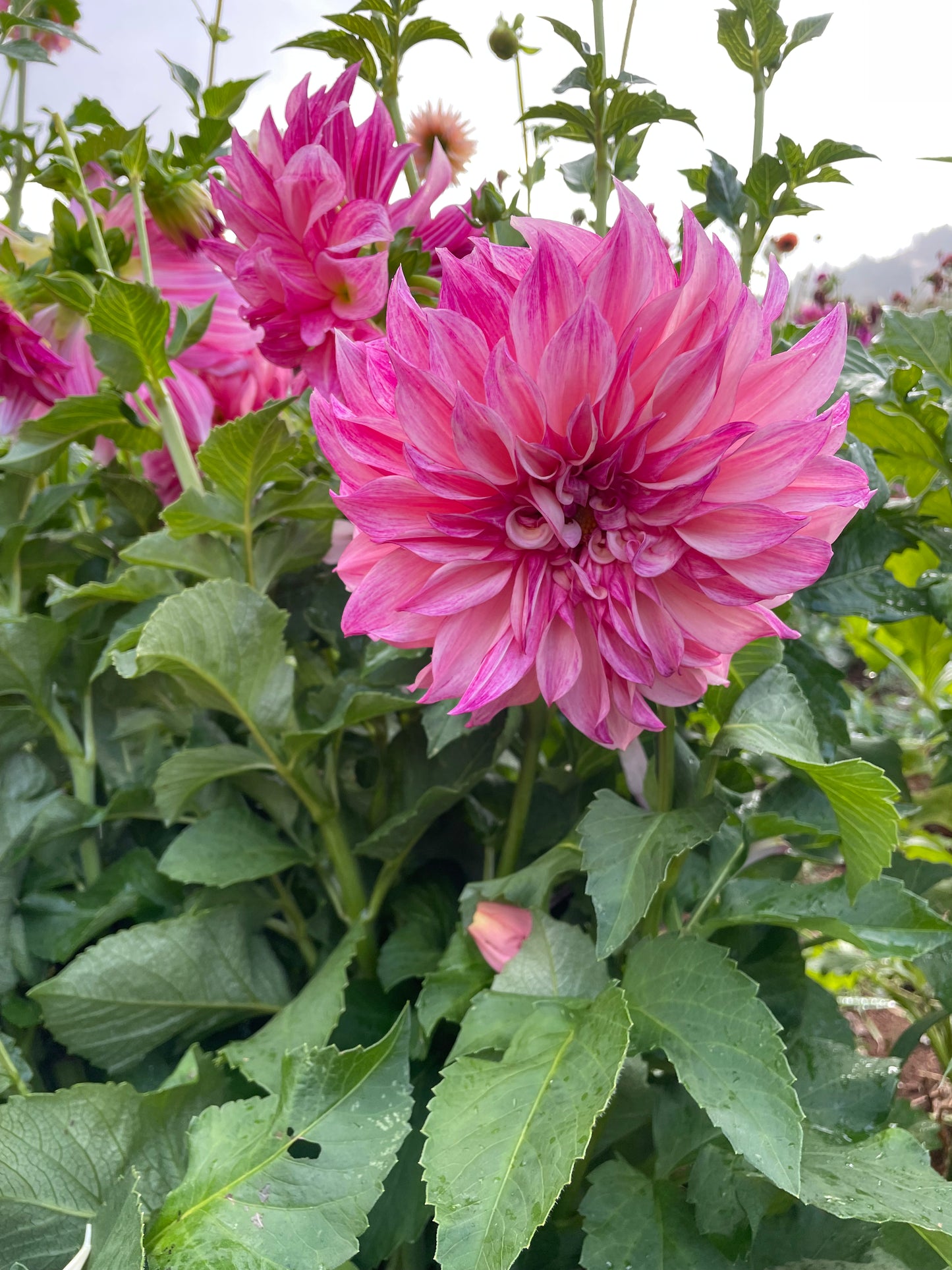 Cafe au Lait Royal Dahlia Tuber