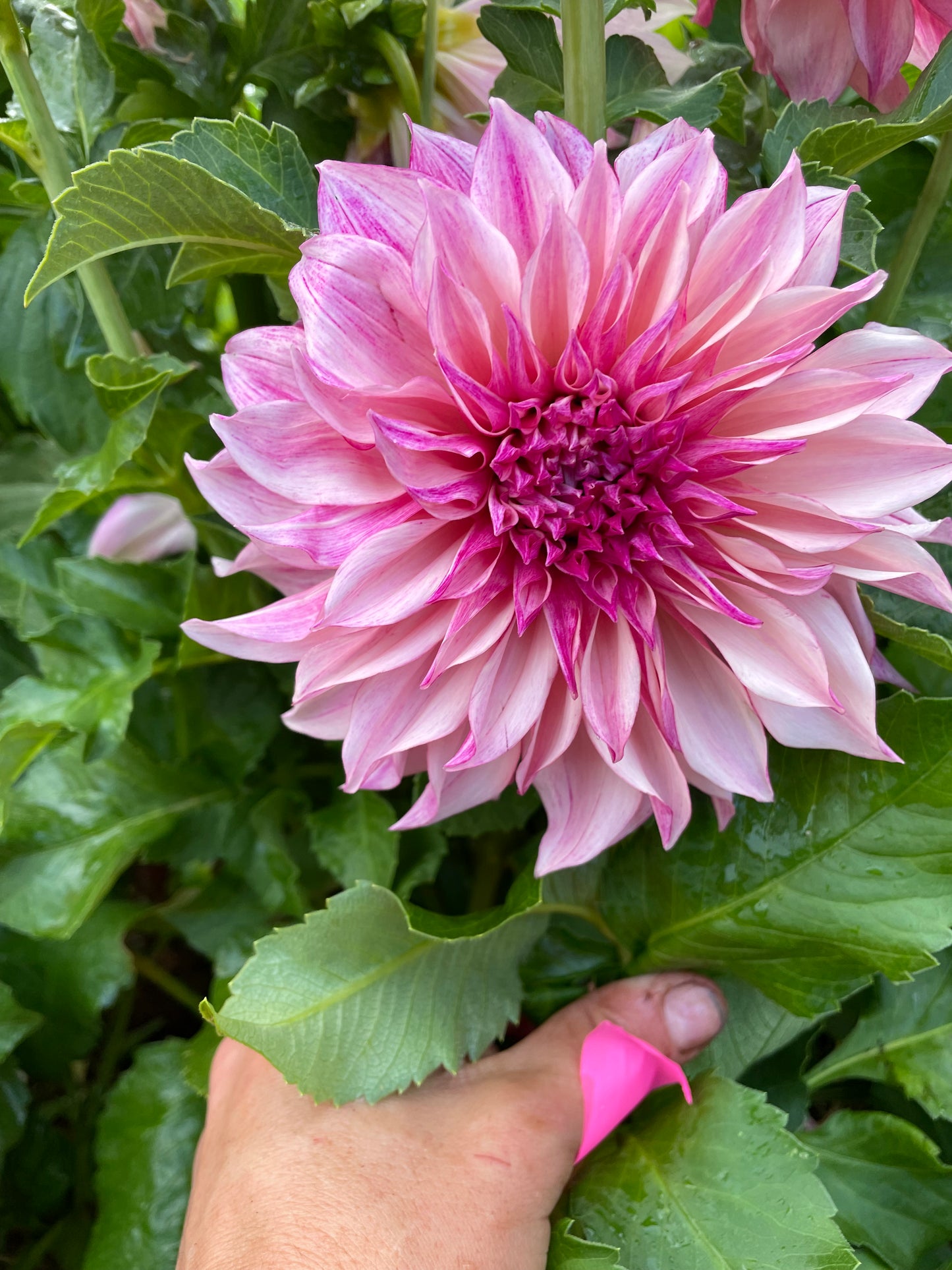 Cafe au Lait Royal Dahlia Tuber