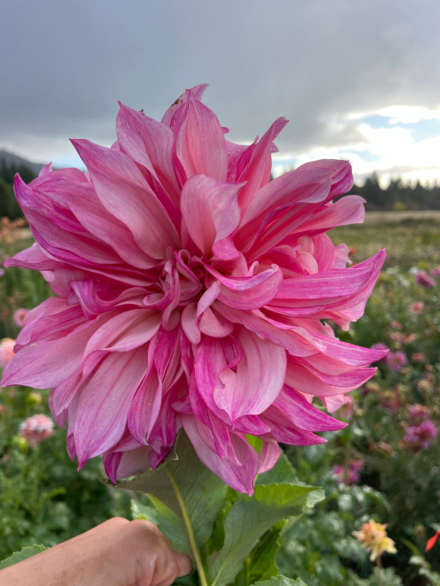 Cafe au Lait Royal Dahlia Tuber