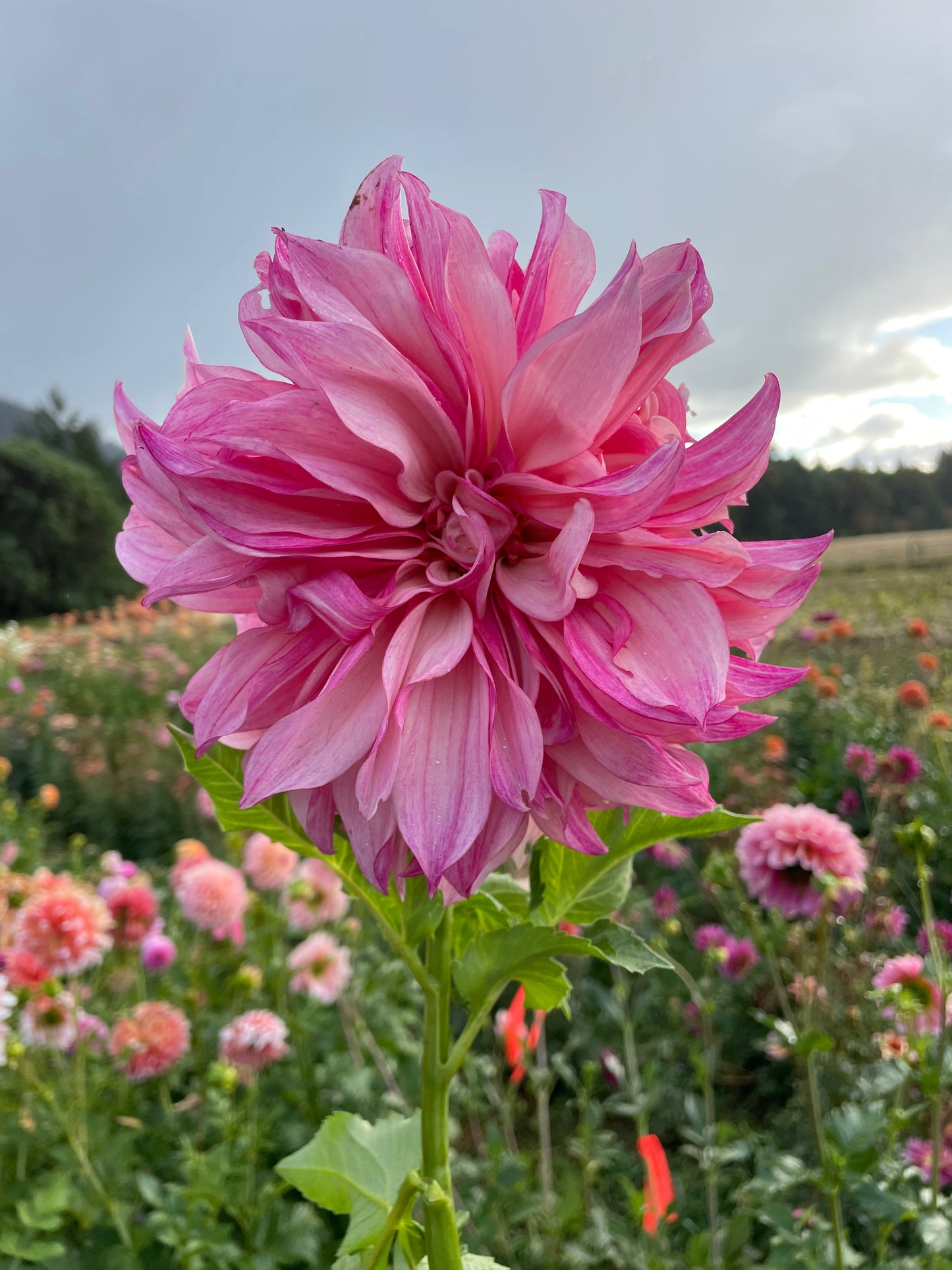 Cafe au Lait Royal Dahlia Tuber