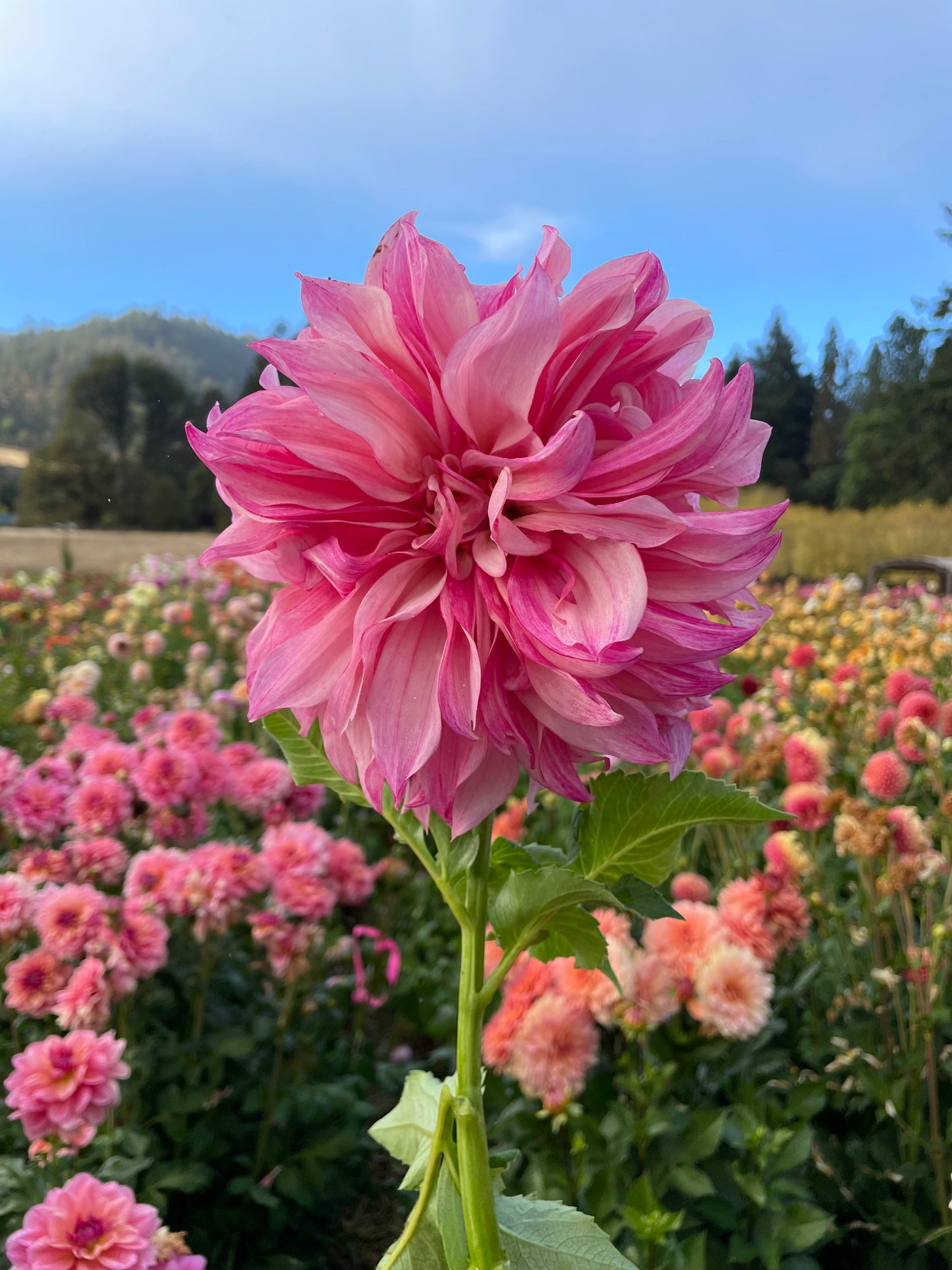 Cafe au Lait Royal Dahlia Tuber