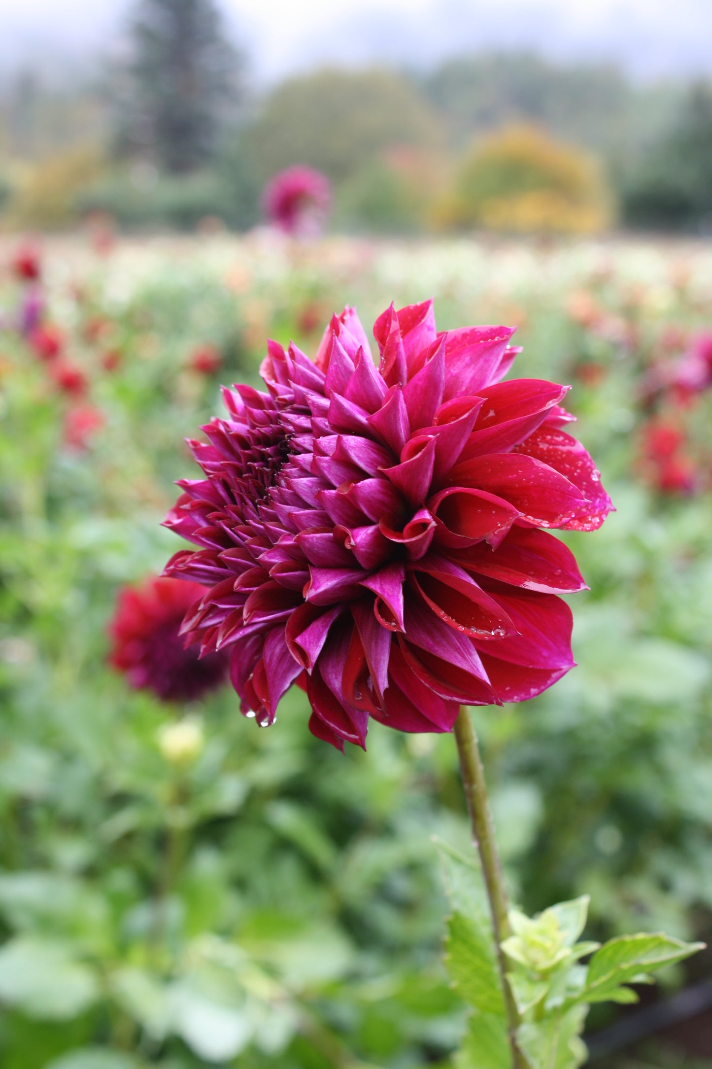 Diva Dahlia Tuber