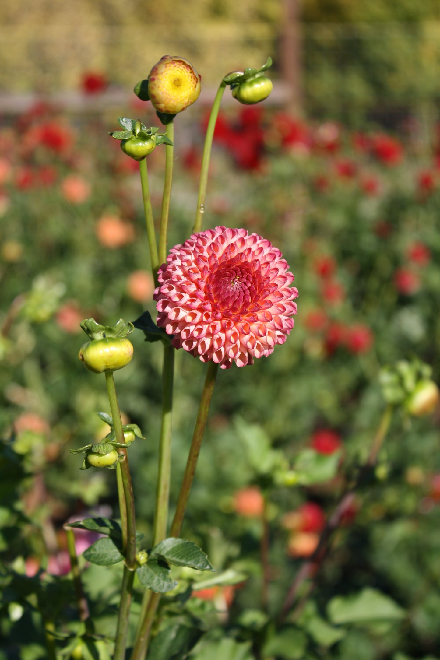 Burlesca Dahlia Tuber