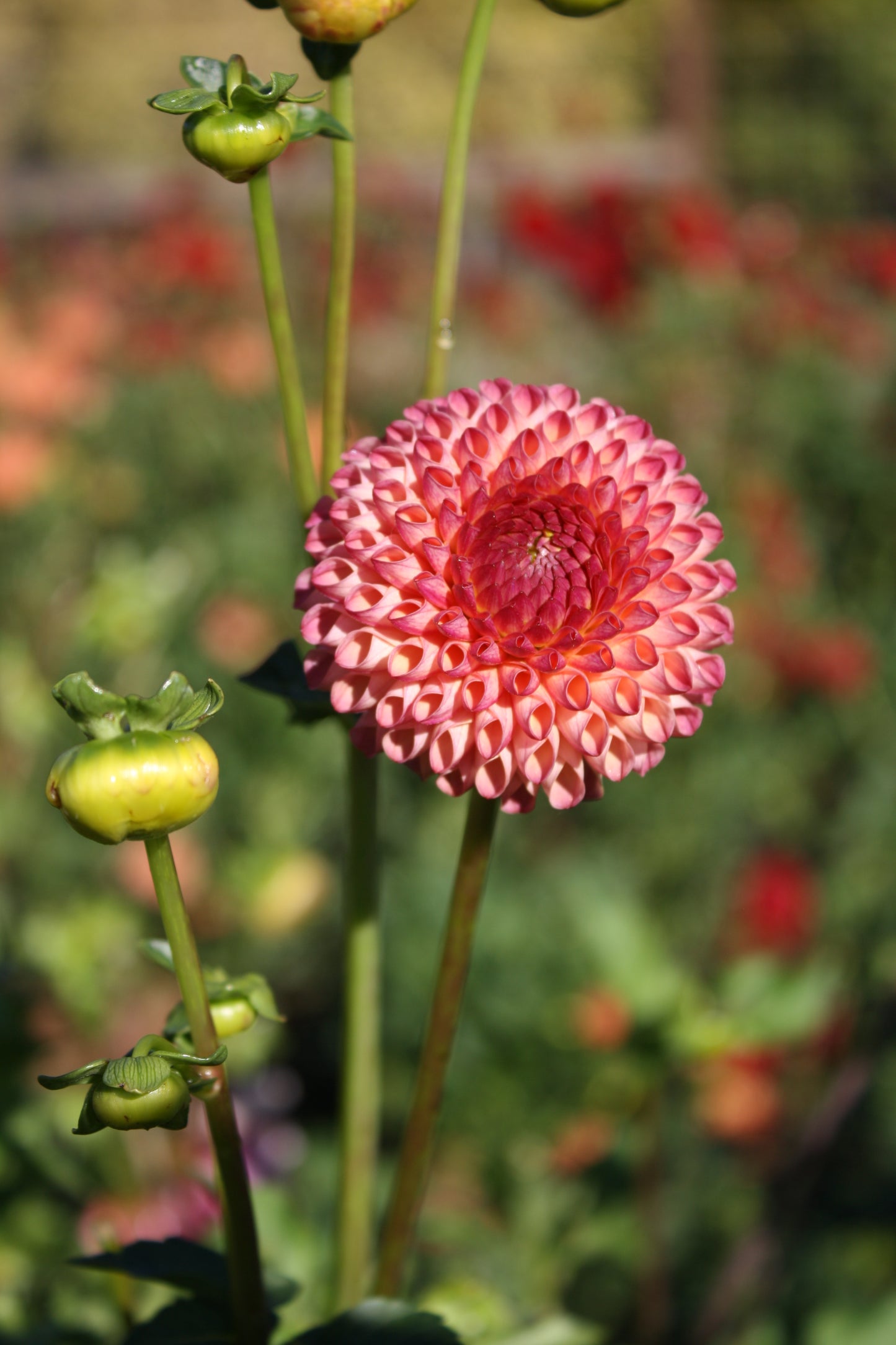 Burlesca Dahlia Tuber