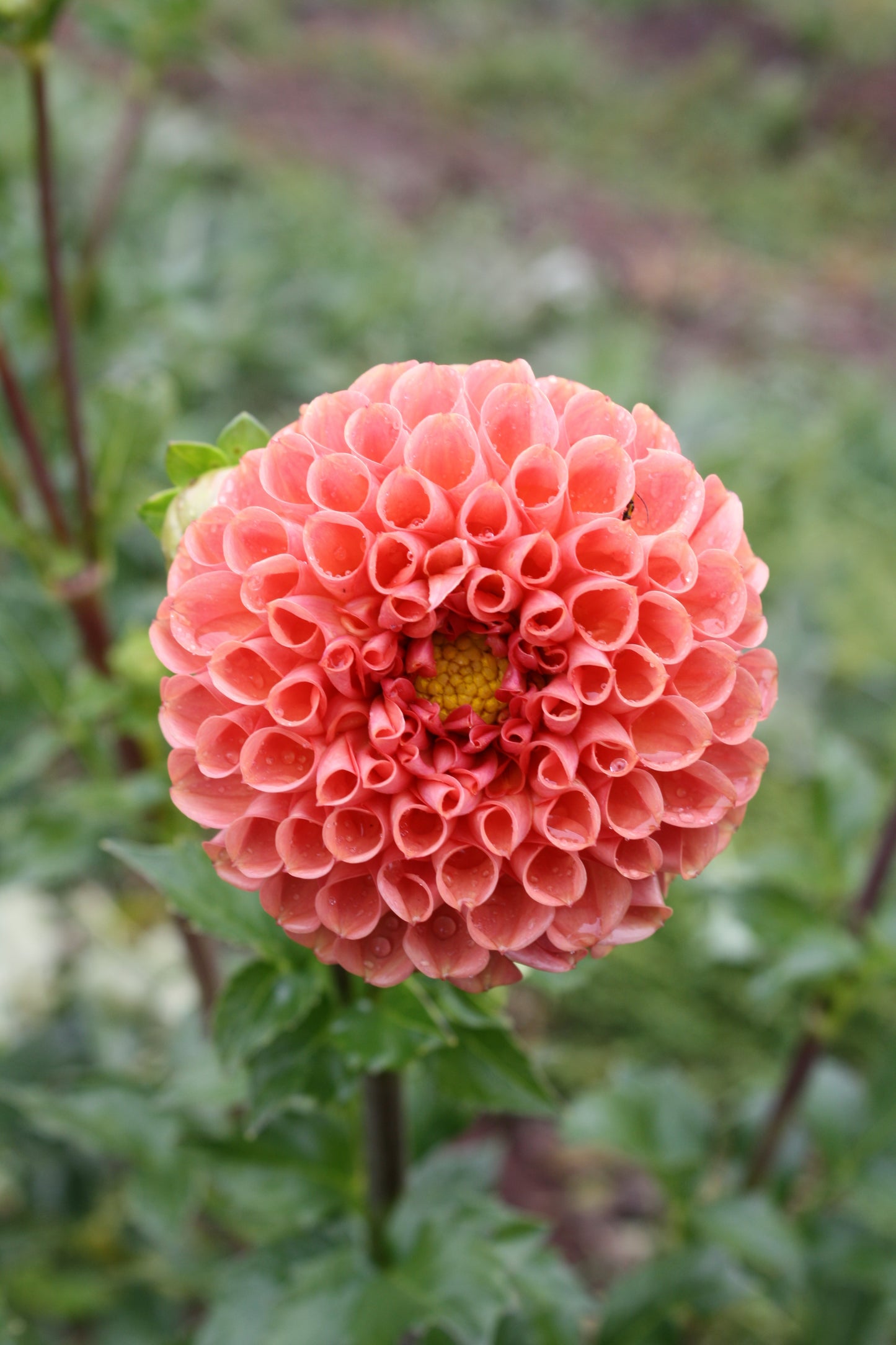 Cornel Bronze Dahlia Tuber