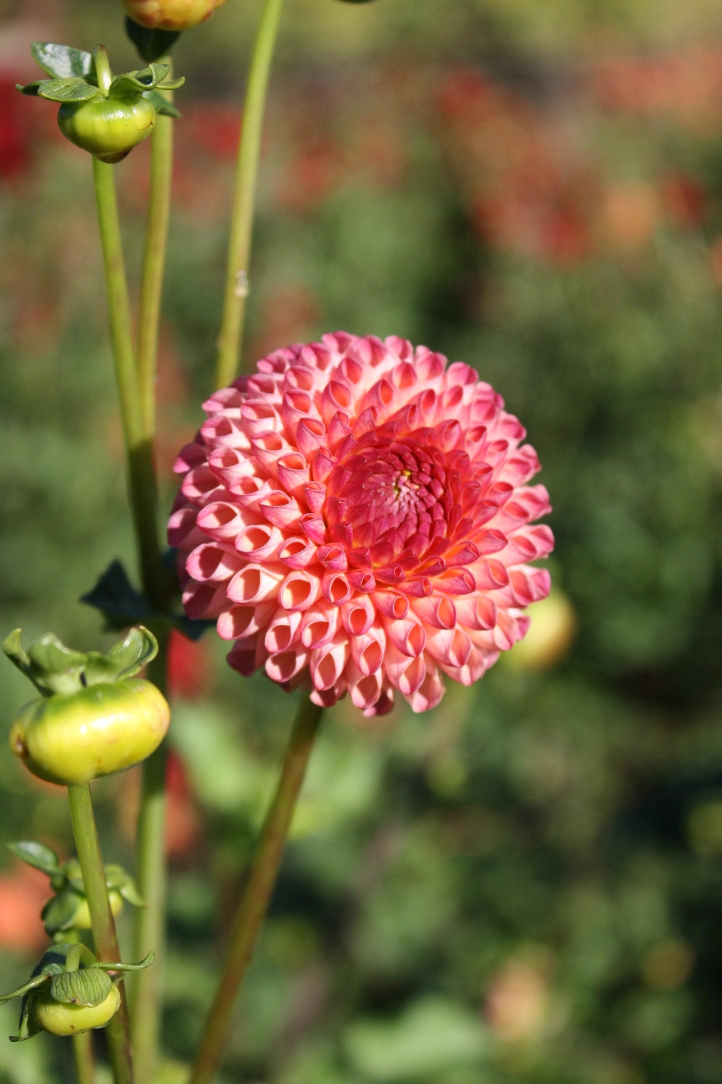 Burlesca Dahlia Tuber