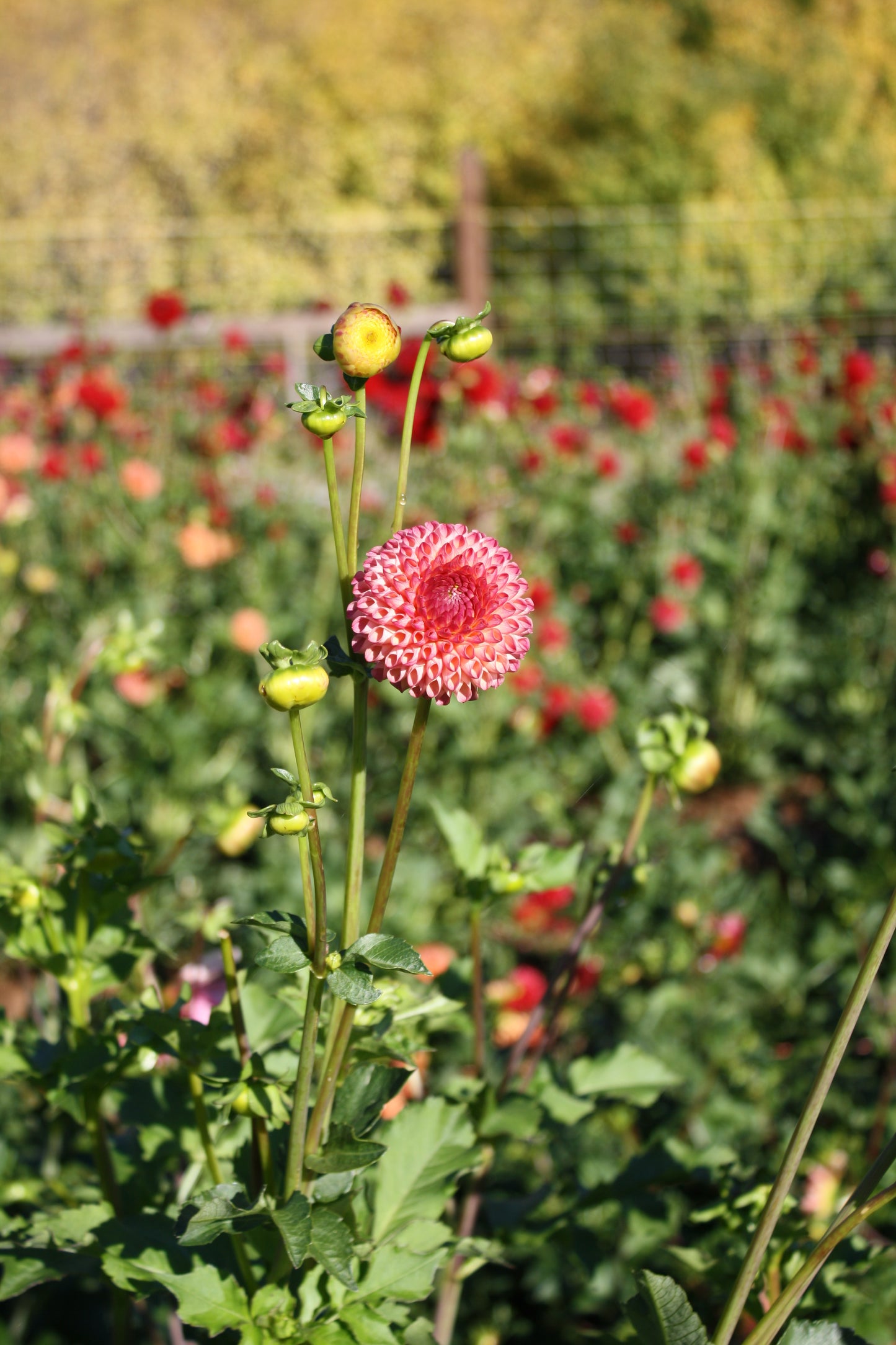 Burlesca Dahlia Tuber