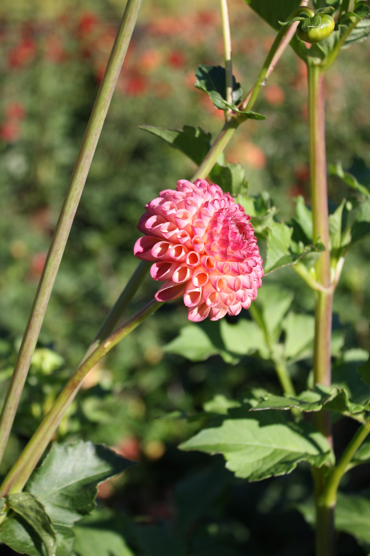 Burlesca Dahlia Tuber