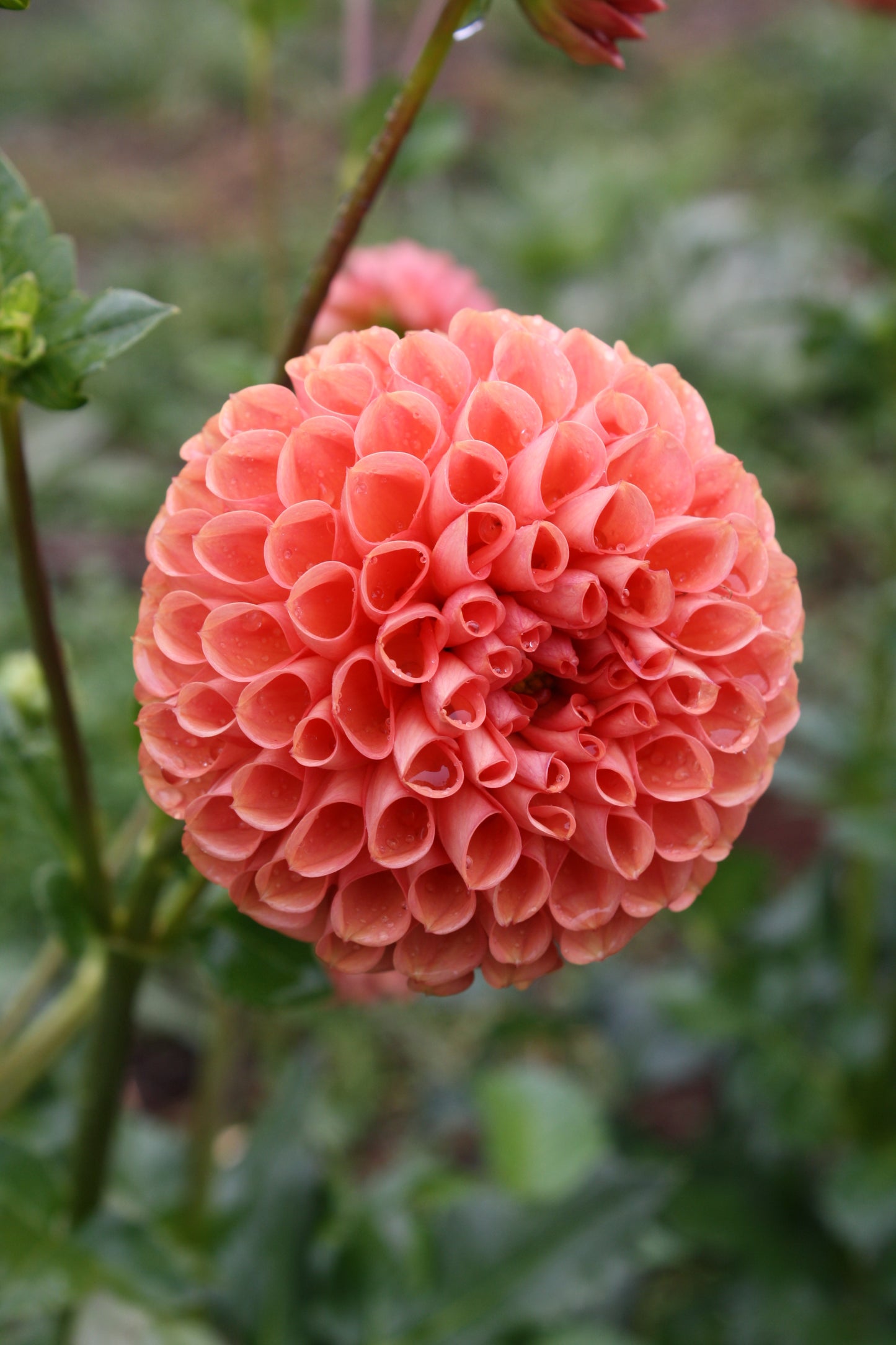 Cornel Bronze Dahlia Tuber