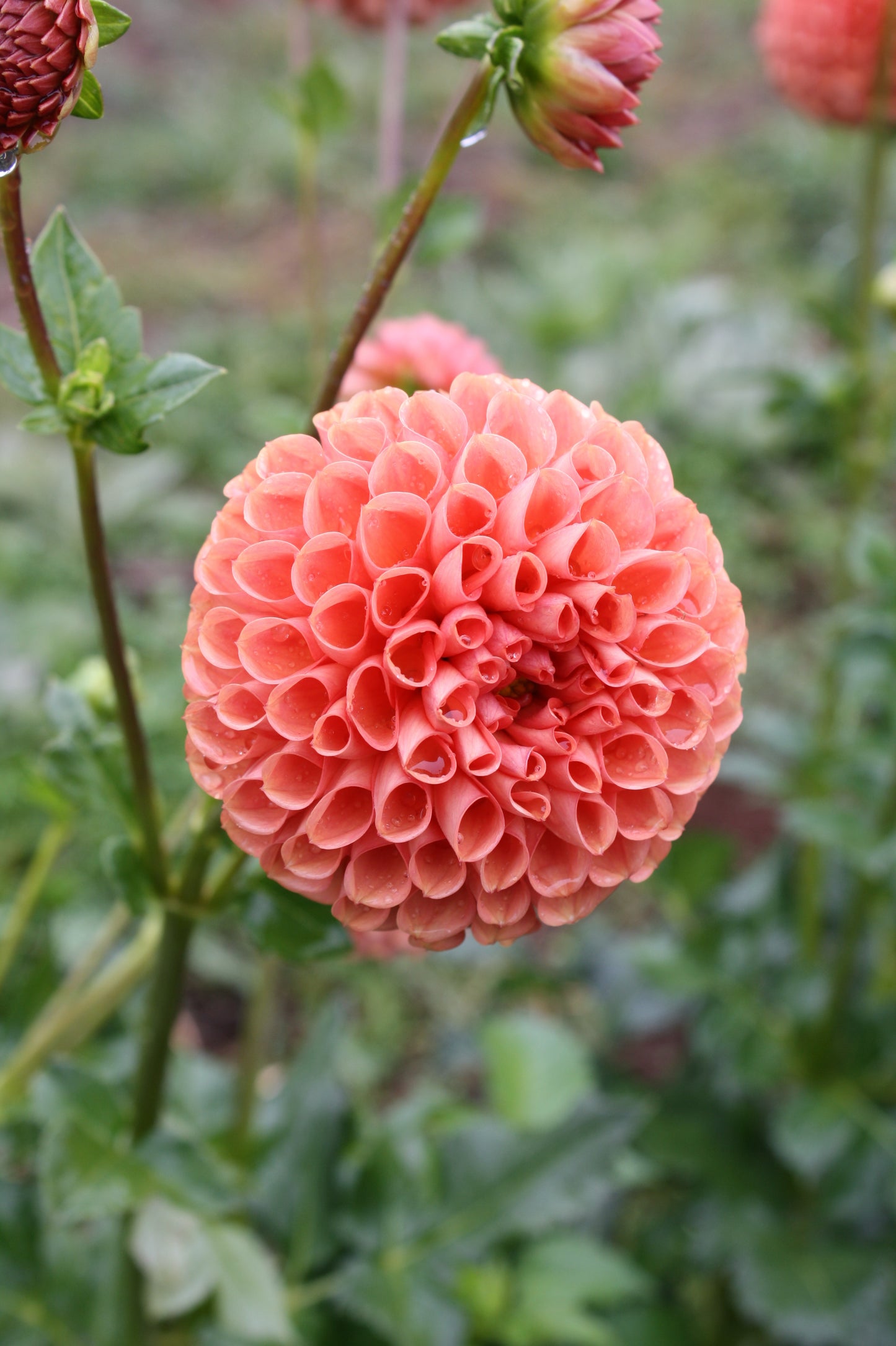 Cornel Bronze Dahlia Tuber