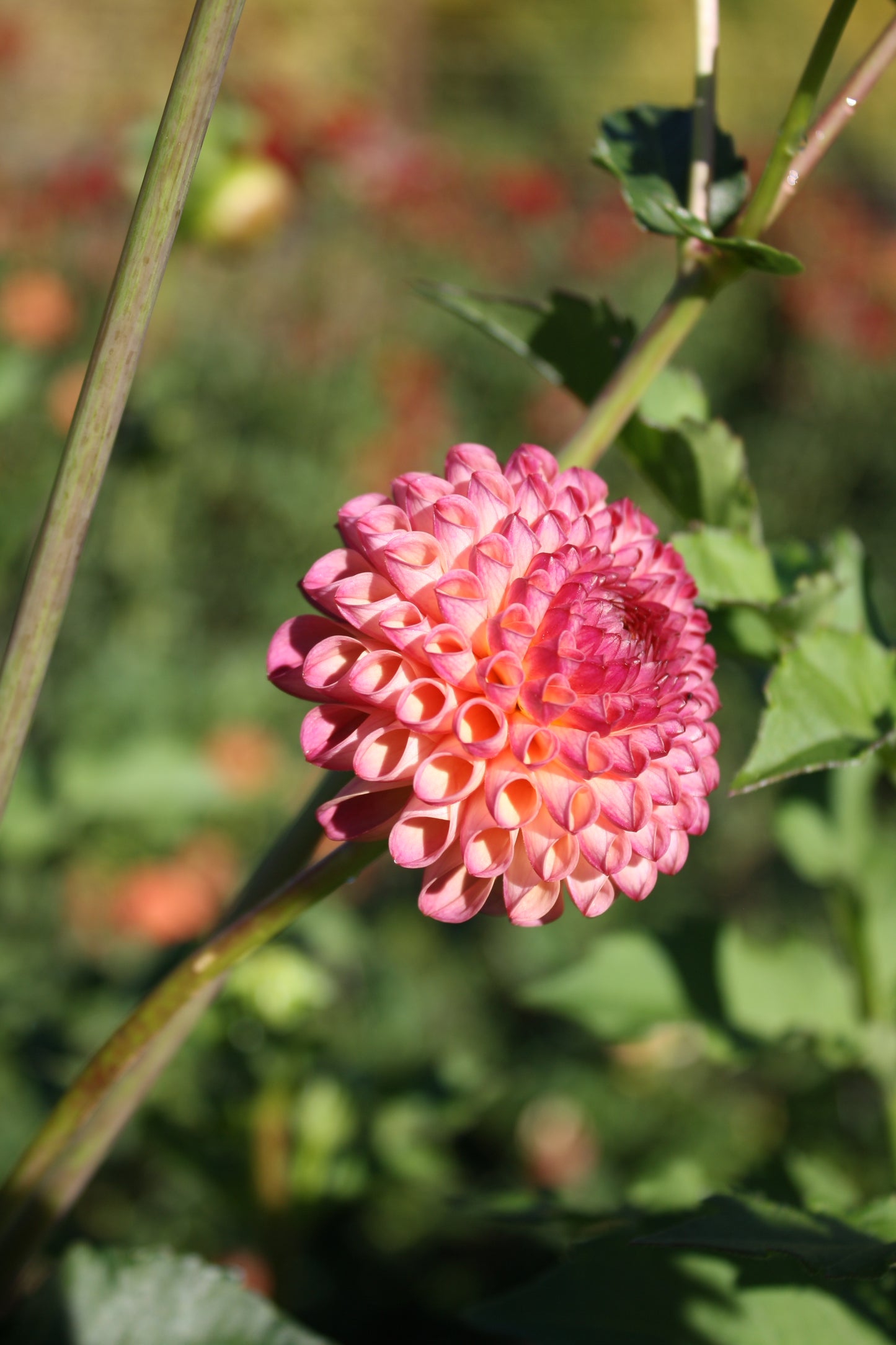 Burlesca Dahlia Tuber