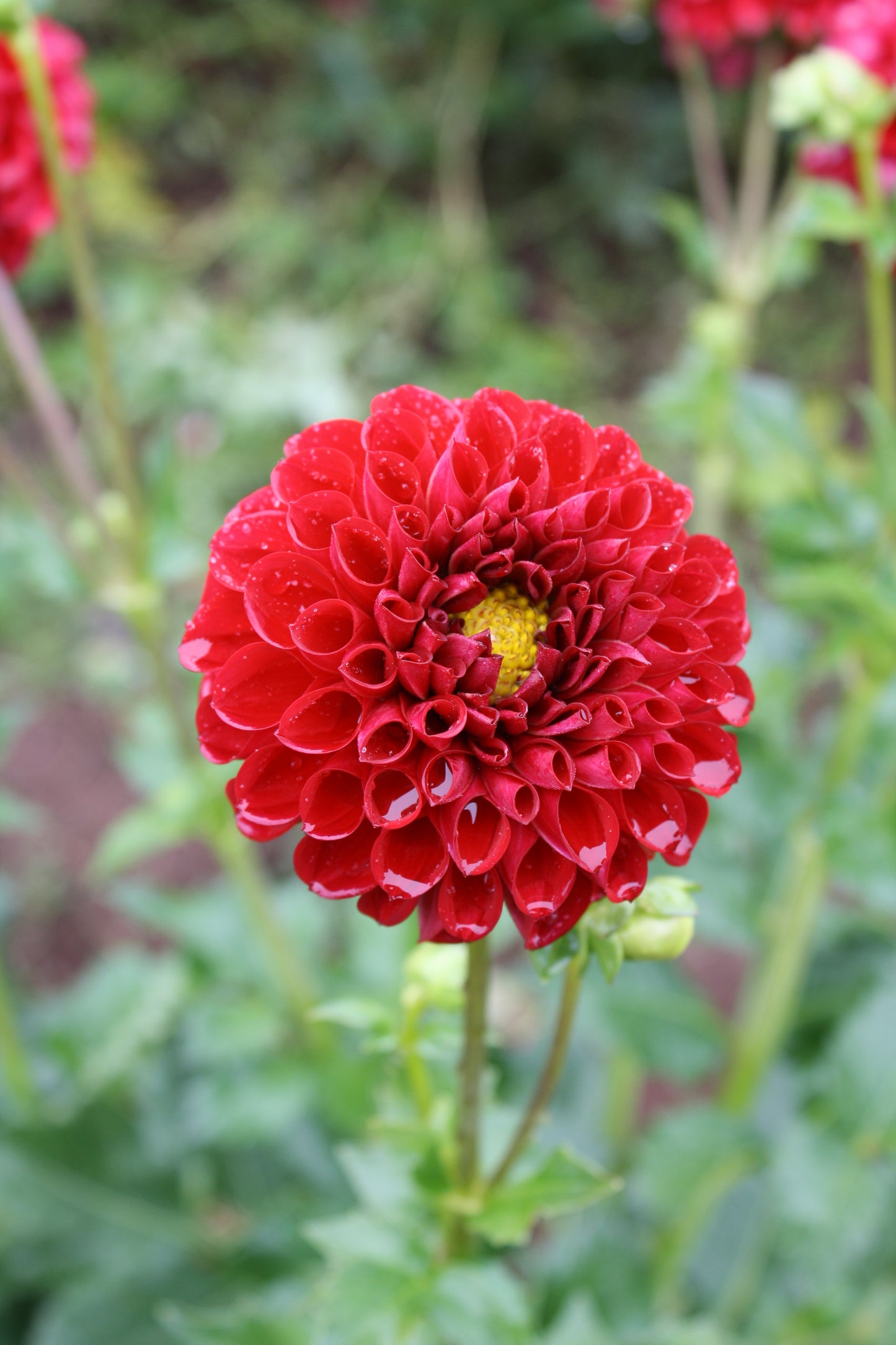 Cornel Dahlia Tuber