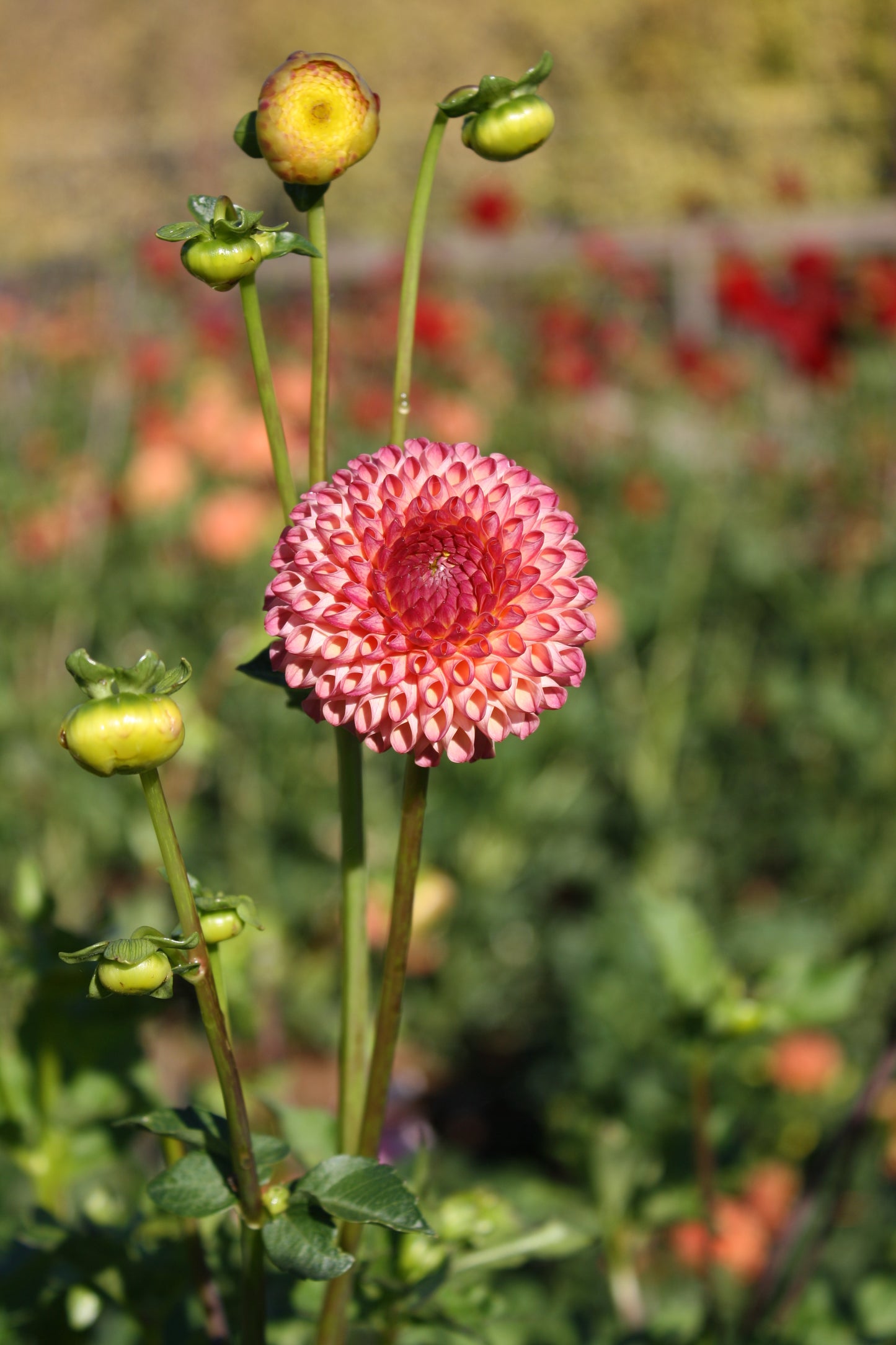 Burlesca Dahlia Tuber