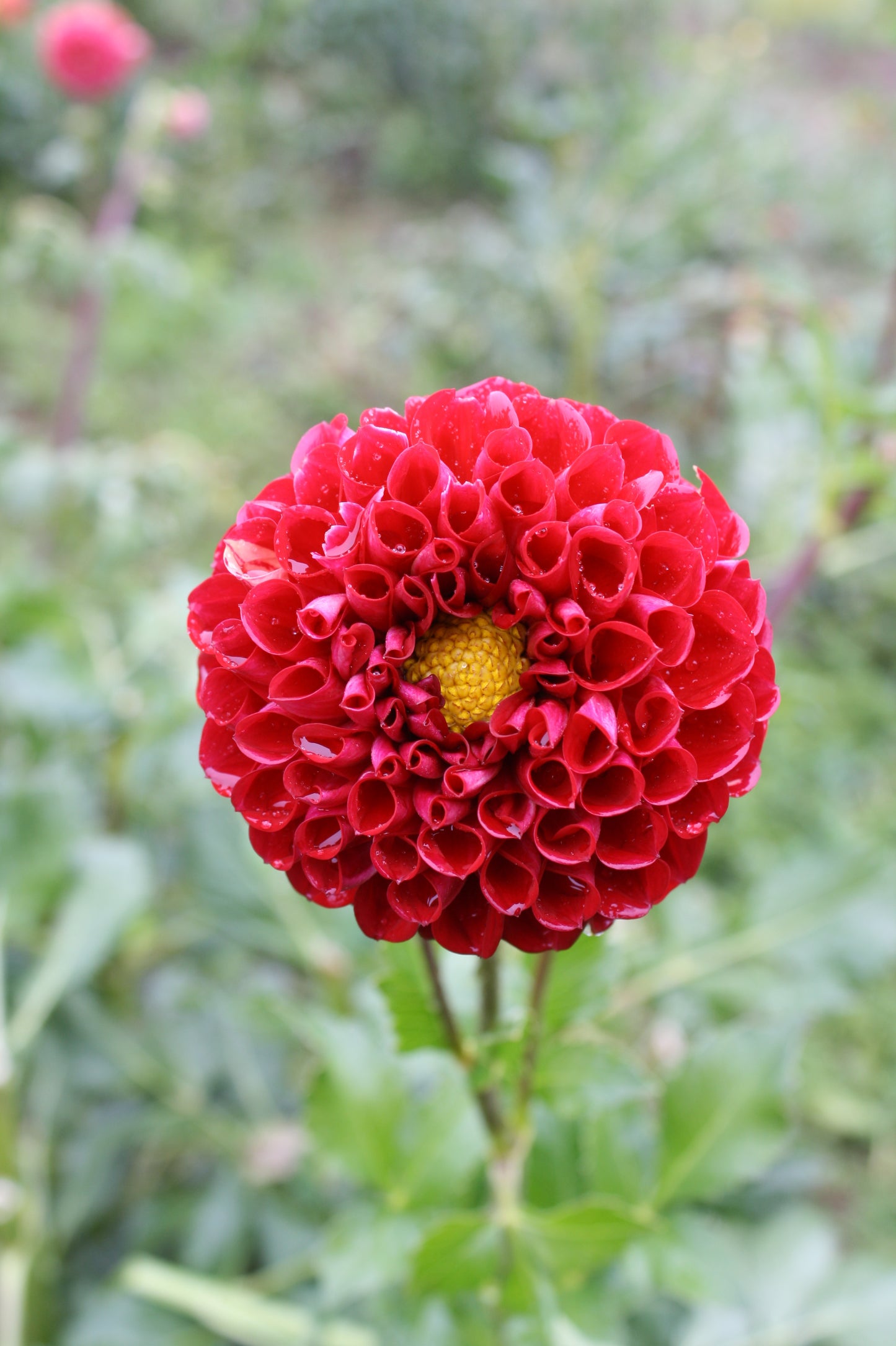 Cornel Dahlia Tuber