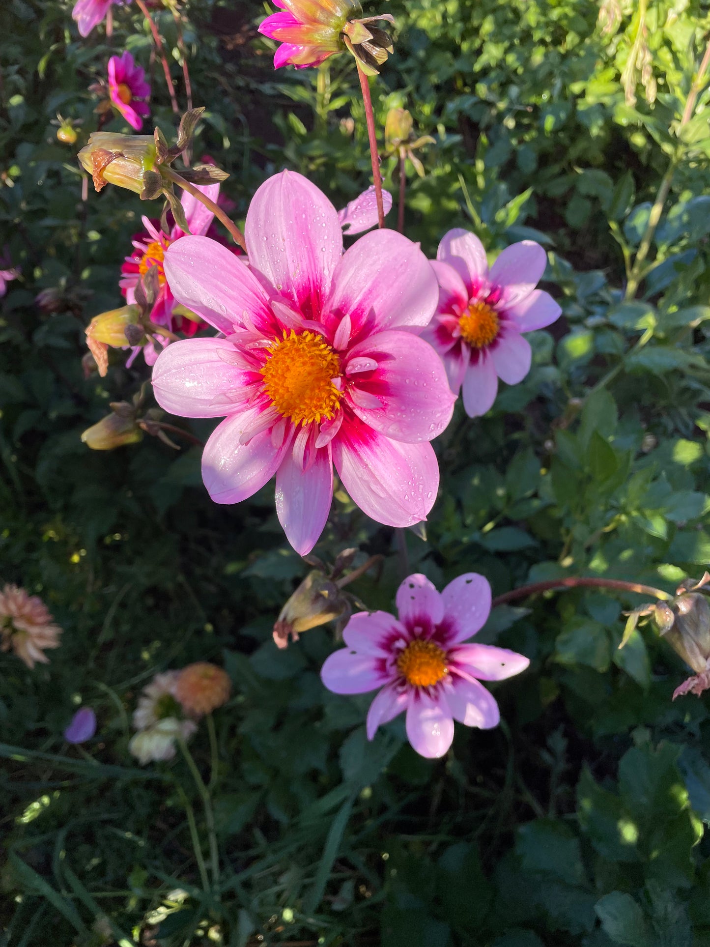 Bloomquist Sweet Dahlia Tuber