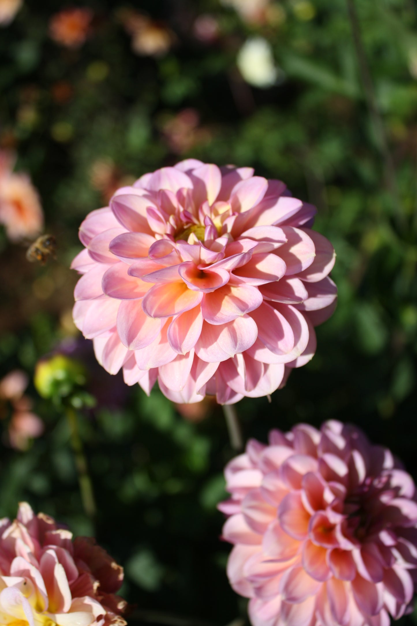 Foxy Lady Dahlia Tuber