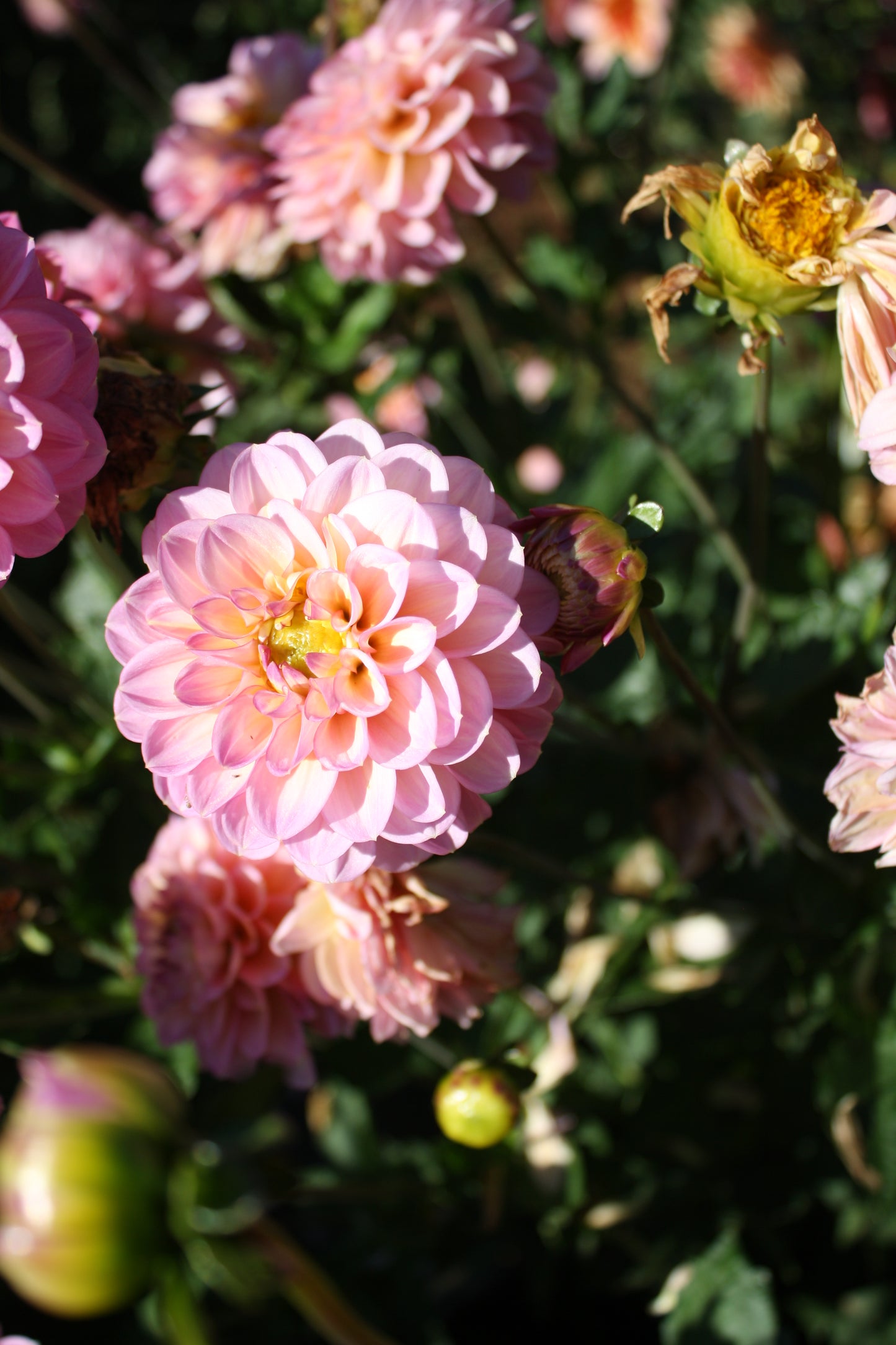Foxy Lady Dahlia Tuber