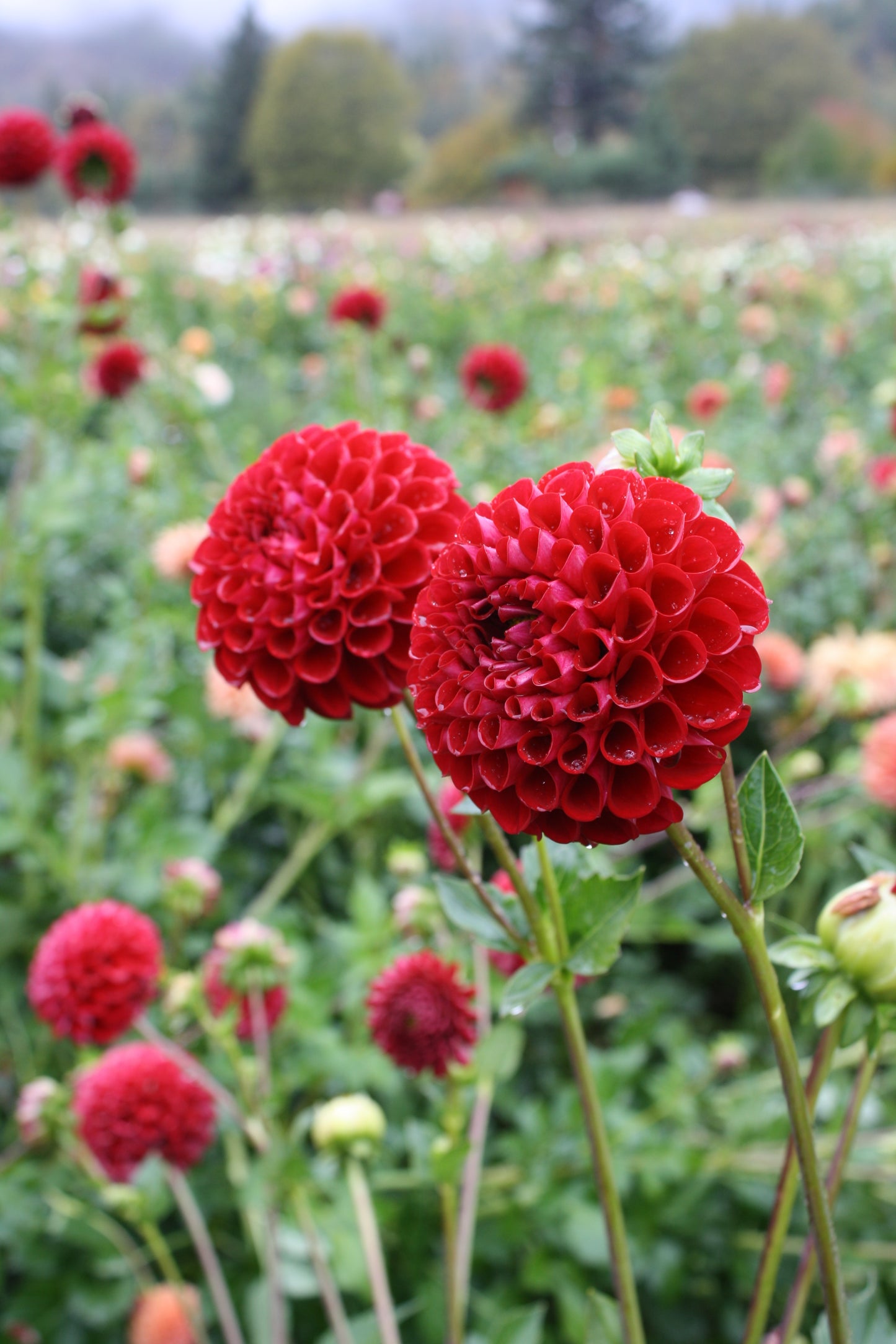 Cornel Dahlia Tuber