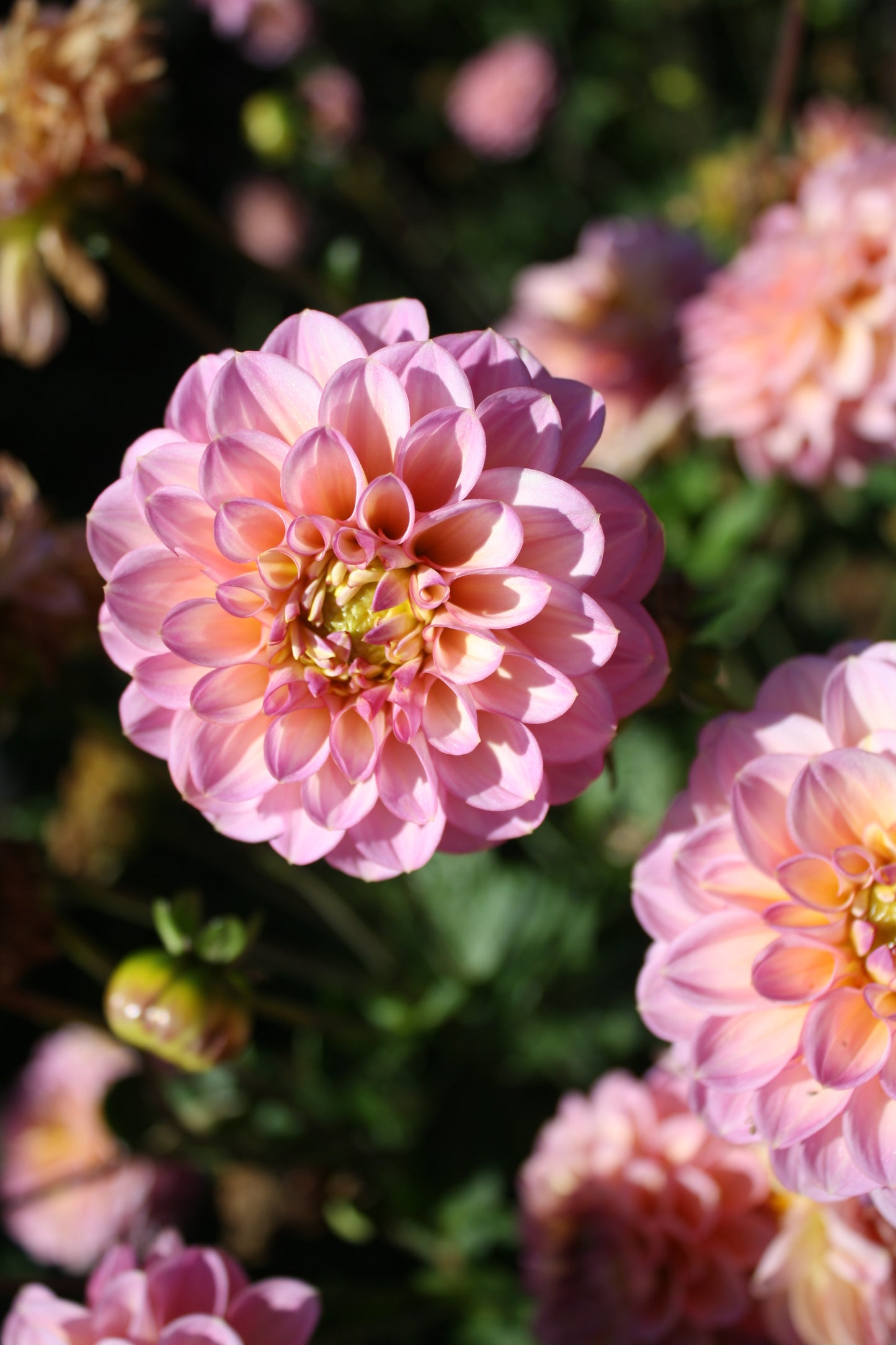 Foxy Lady Dahlia Tuber