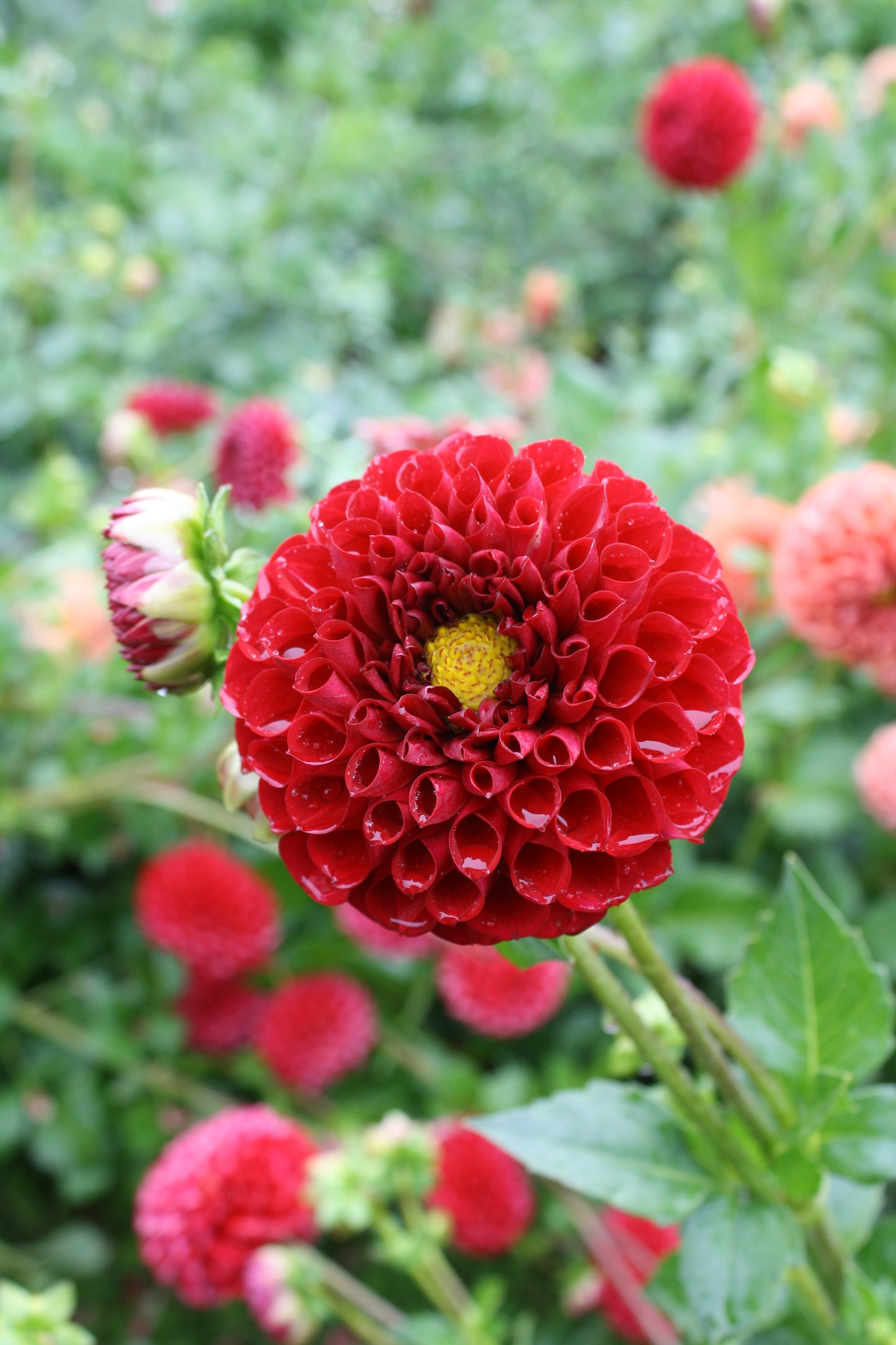 Cornel Dahlia Tuber