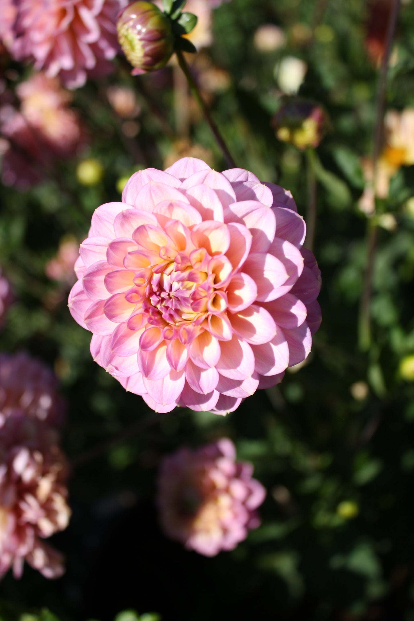 Foxy Lady Dahlia Tuber