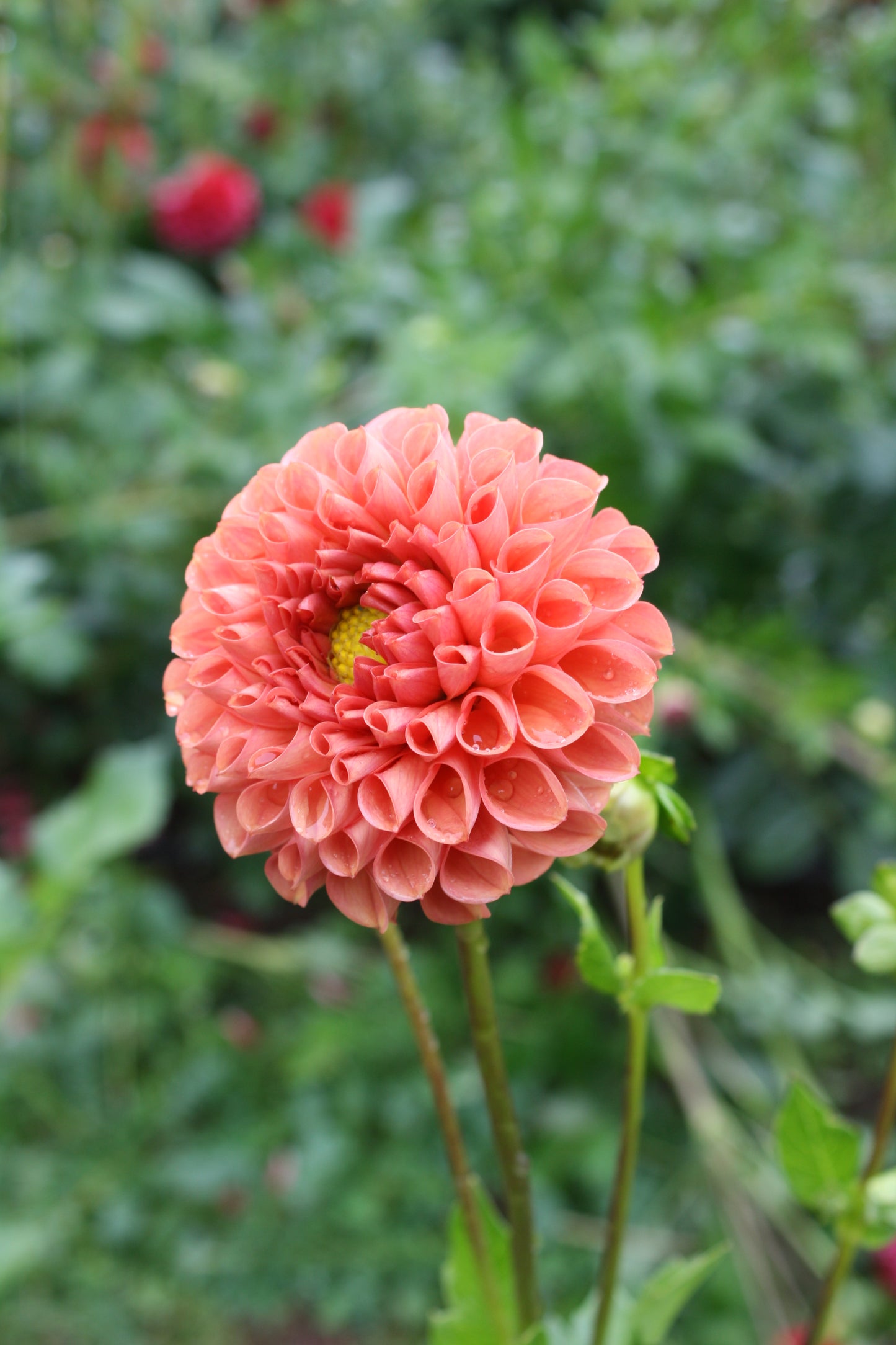 Cornel Bronze Dahlia Tuber