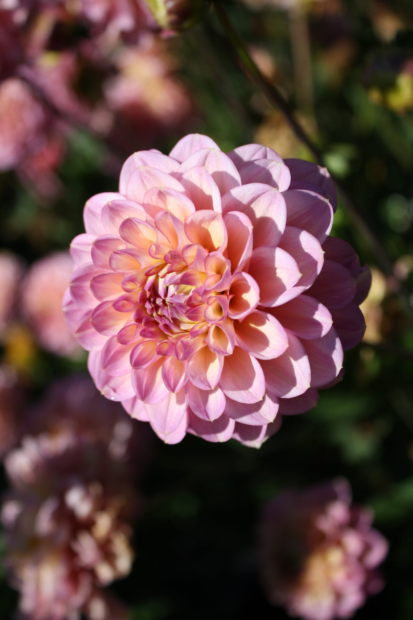 Foxy Lady Dahlia Tuber