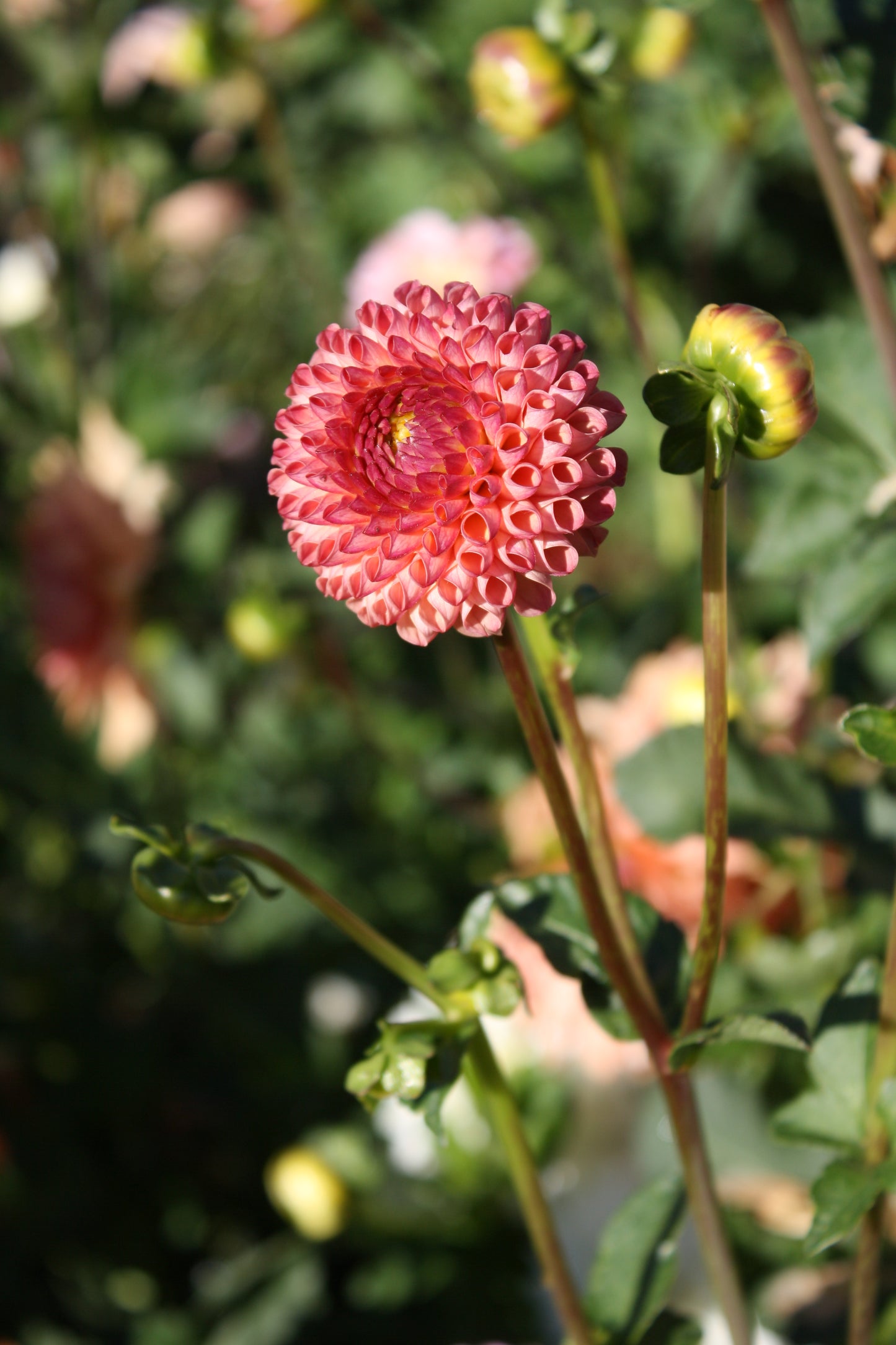 Burlesca Dahlia Tuber