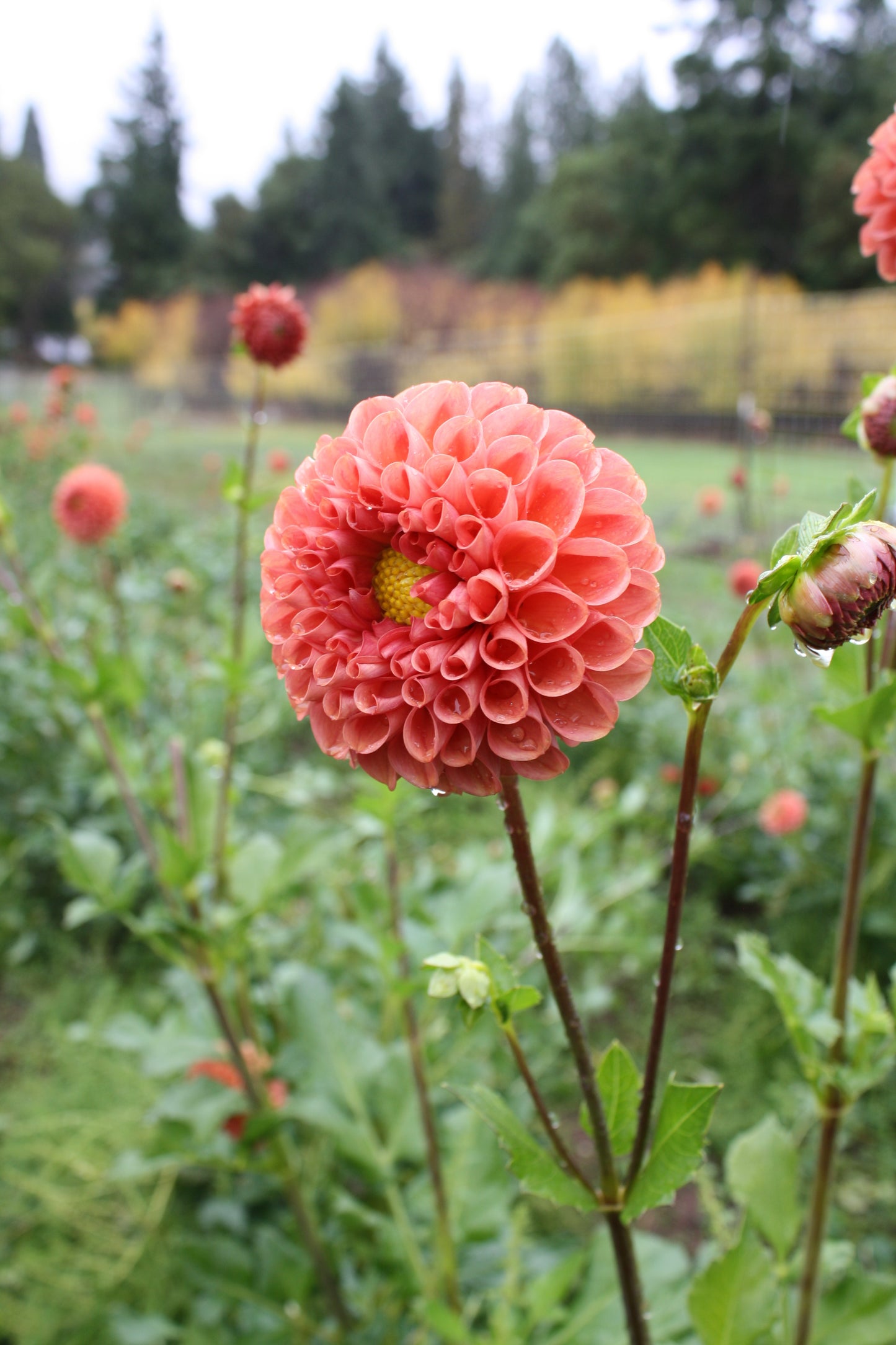 Cornel Bronze Dahlia Tuber