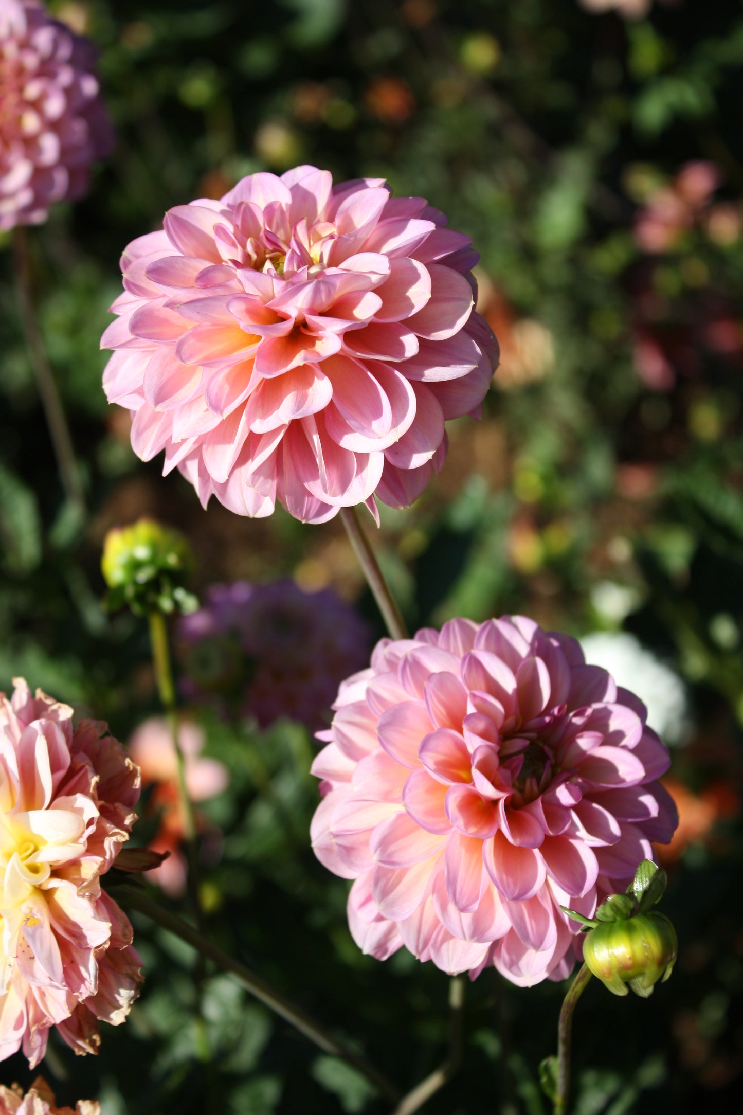 Foxy Lady Dahlia Tuber