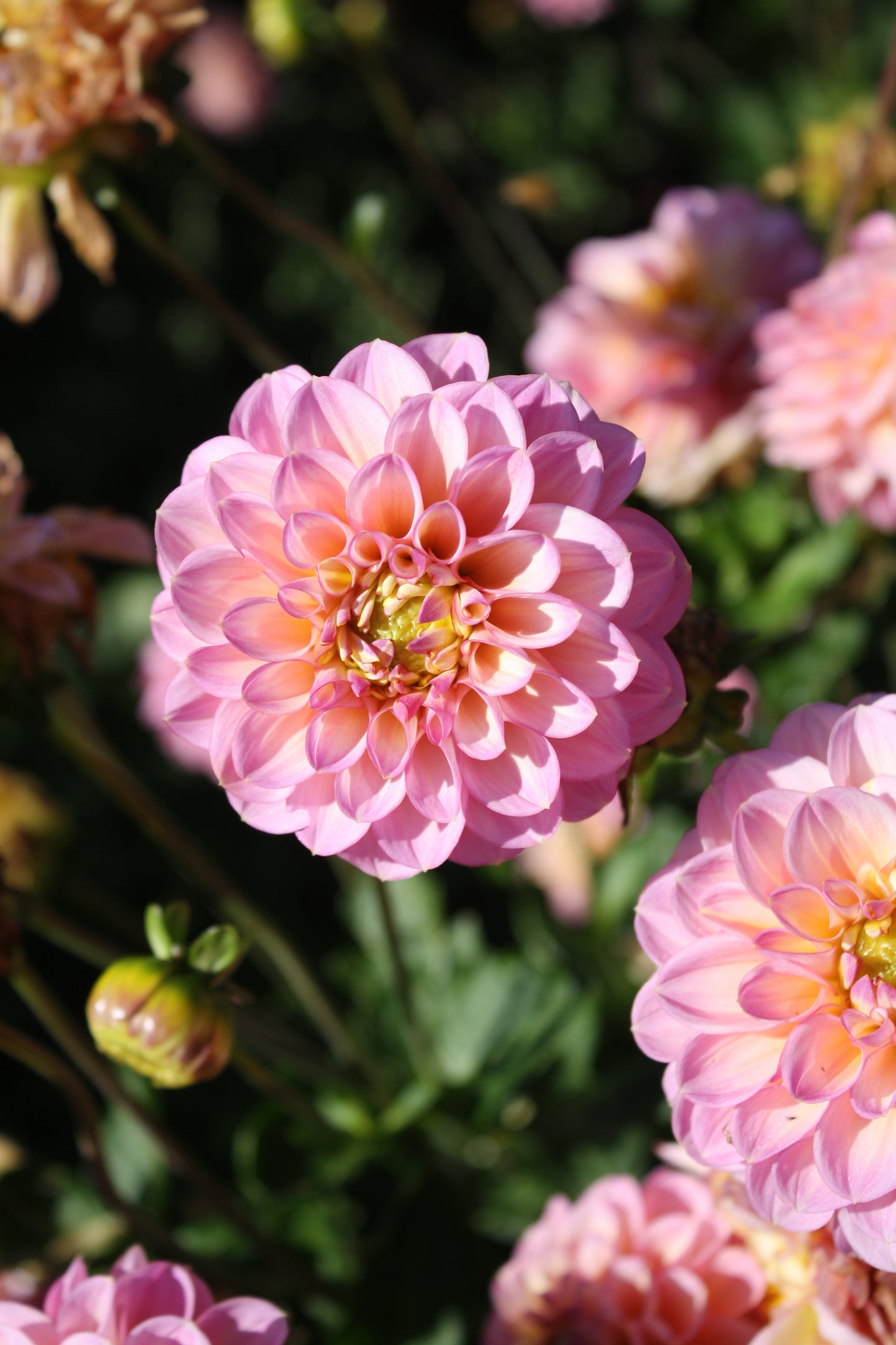 Foxy Lady Dahlia Tuber