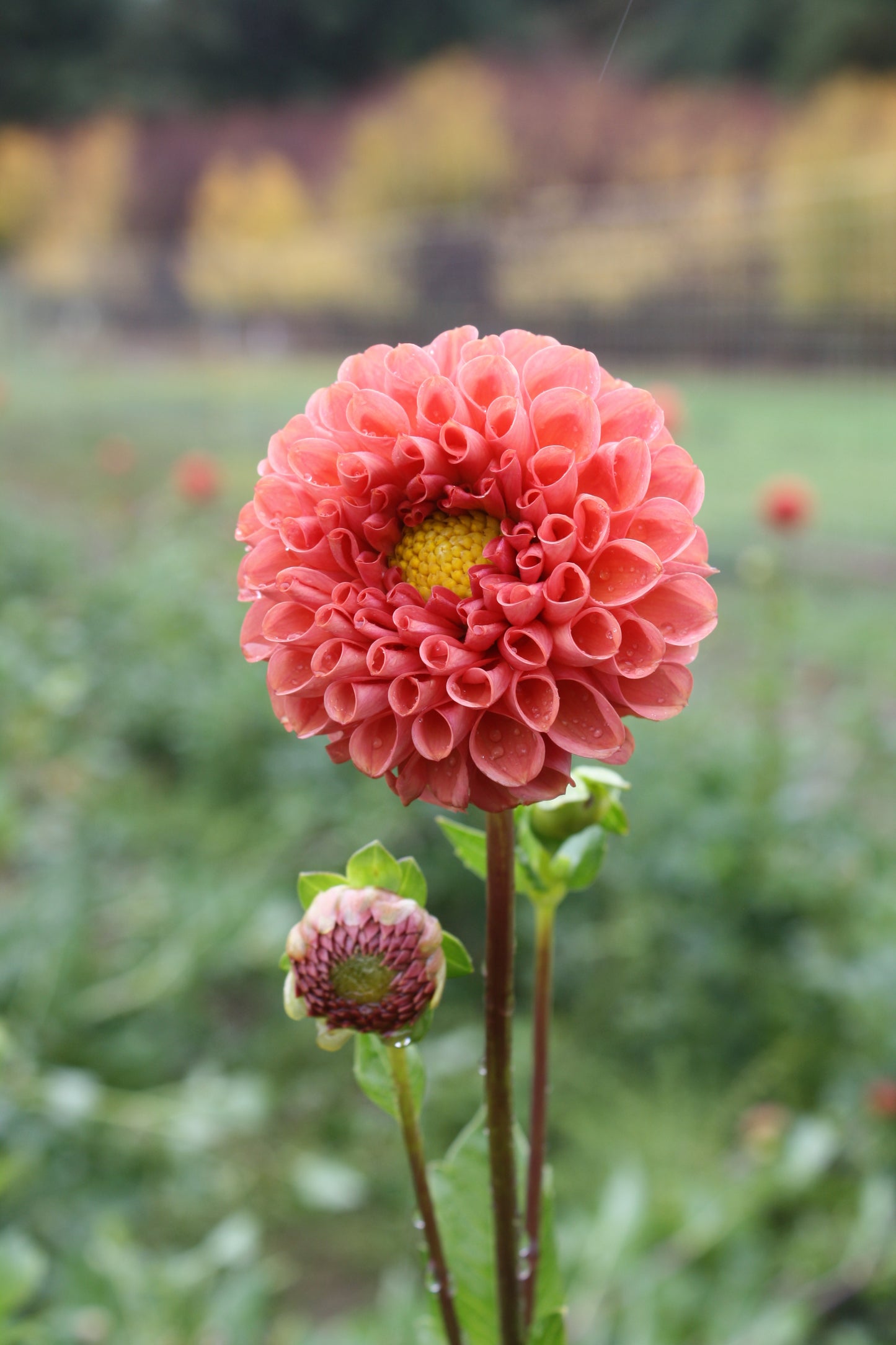 Cornel Bronze Dahlia Tuber