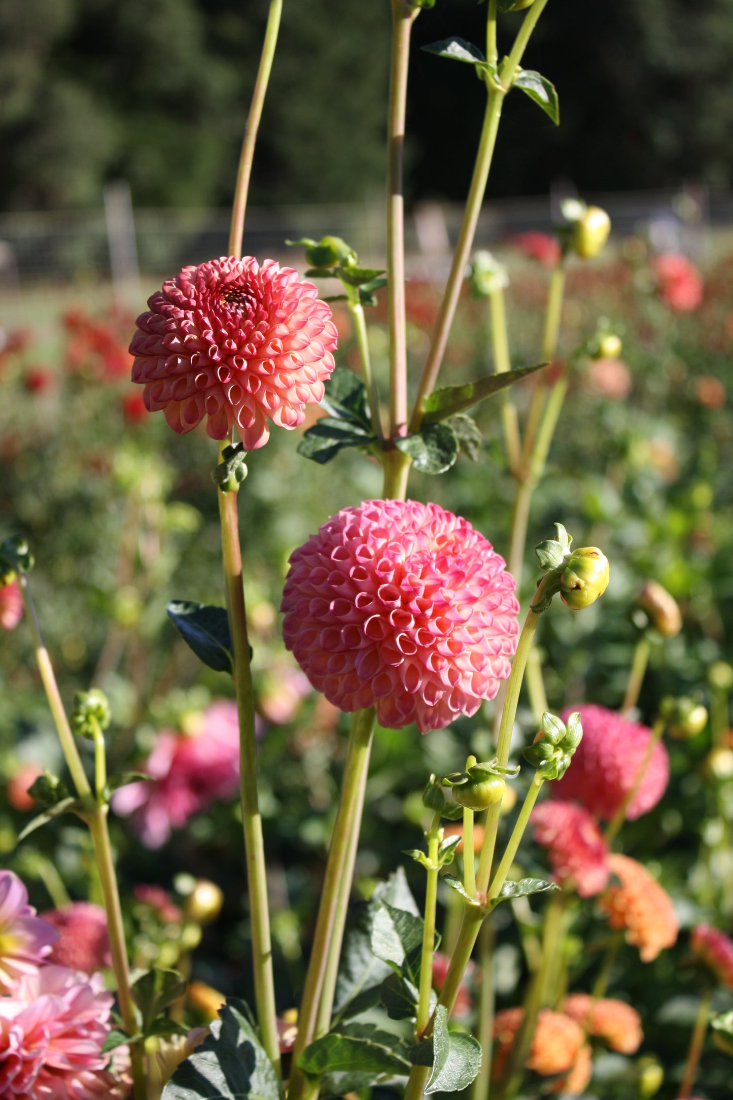 Burlesca Dahlia Tuber