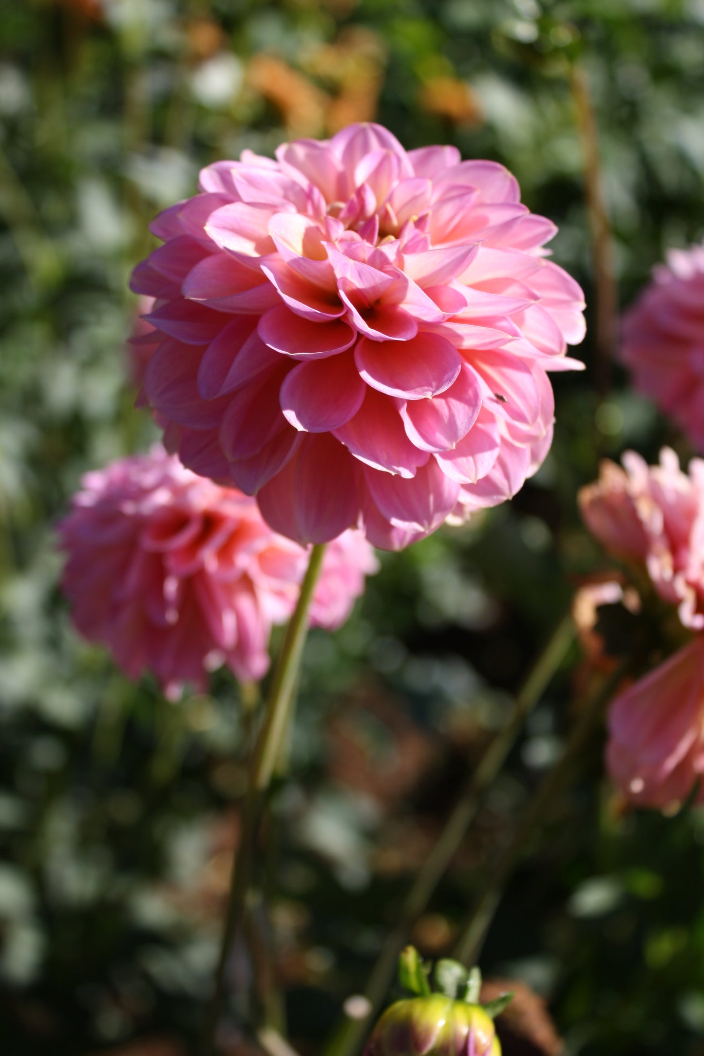 Foxy Lady Dahlia Tuber