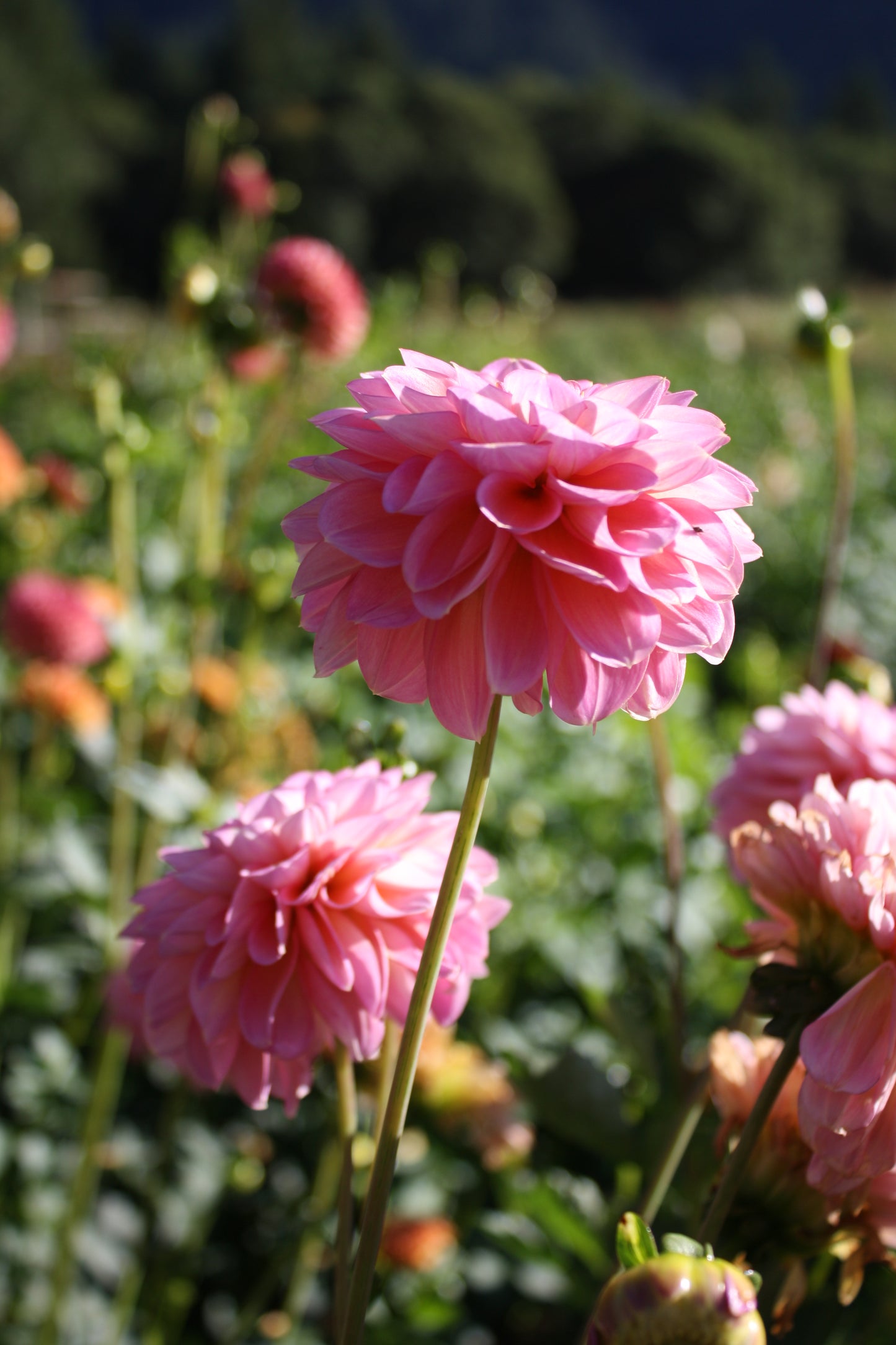 Foxy Lady Dahlia Tuber
