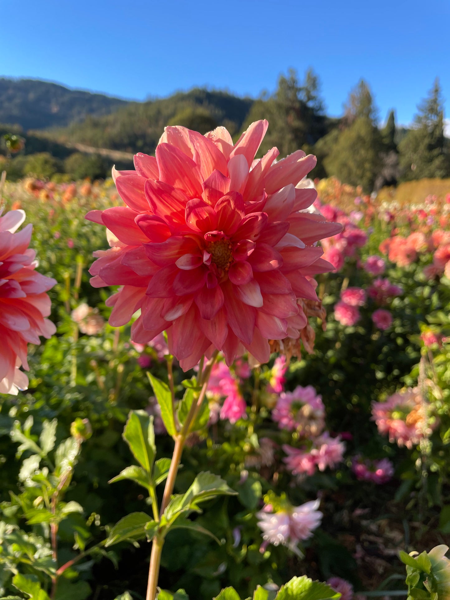 A La Mode Dahlia Tuber