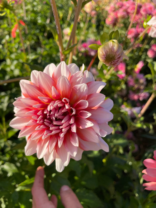 A La Mode Dahlia Tuber