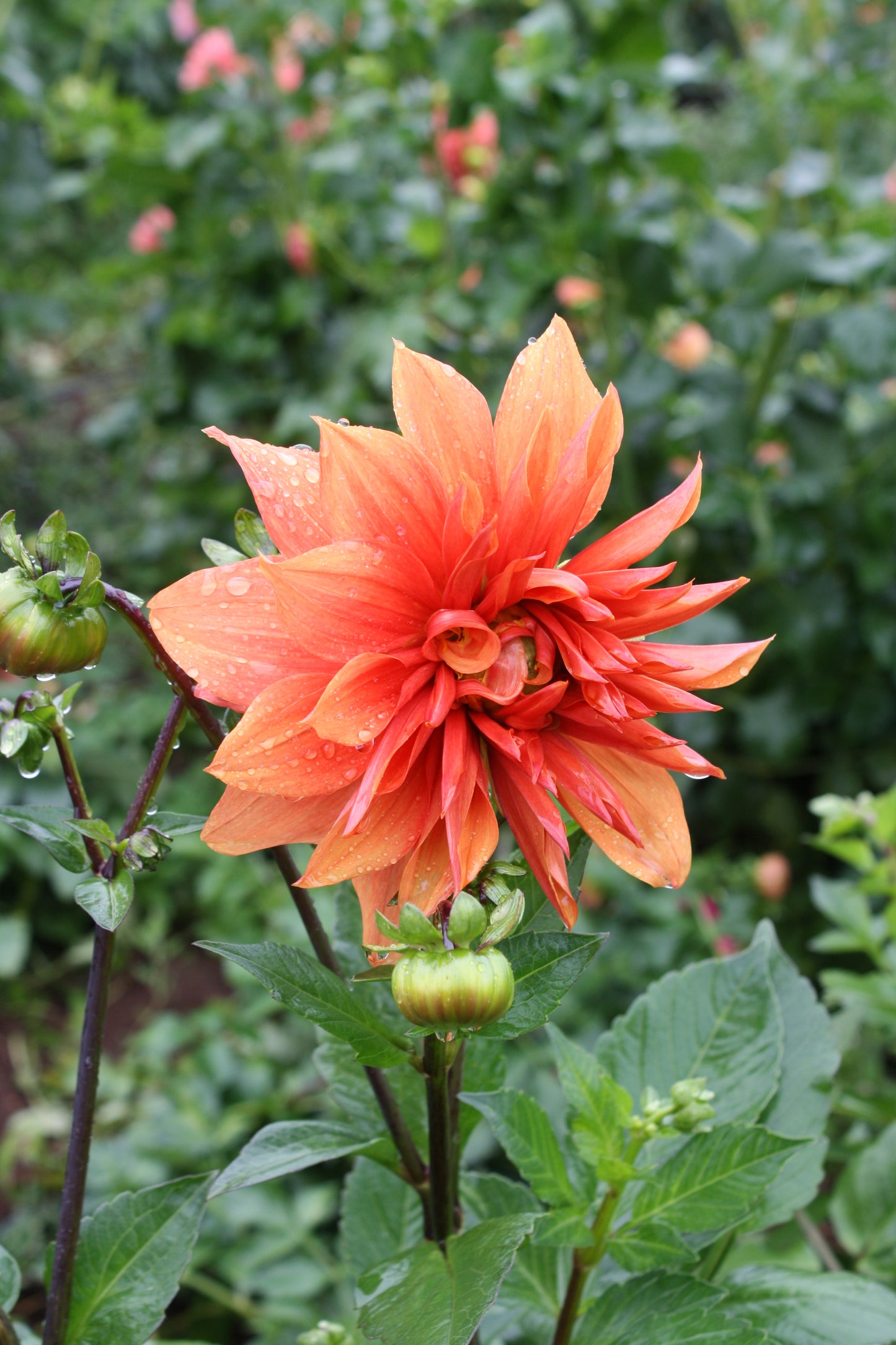 Color Spectacle Dahlia Tuber