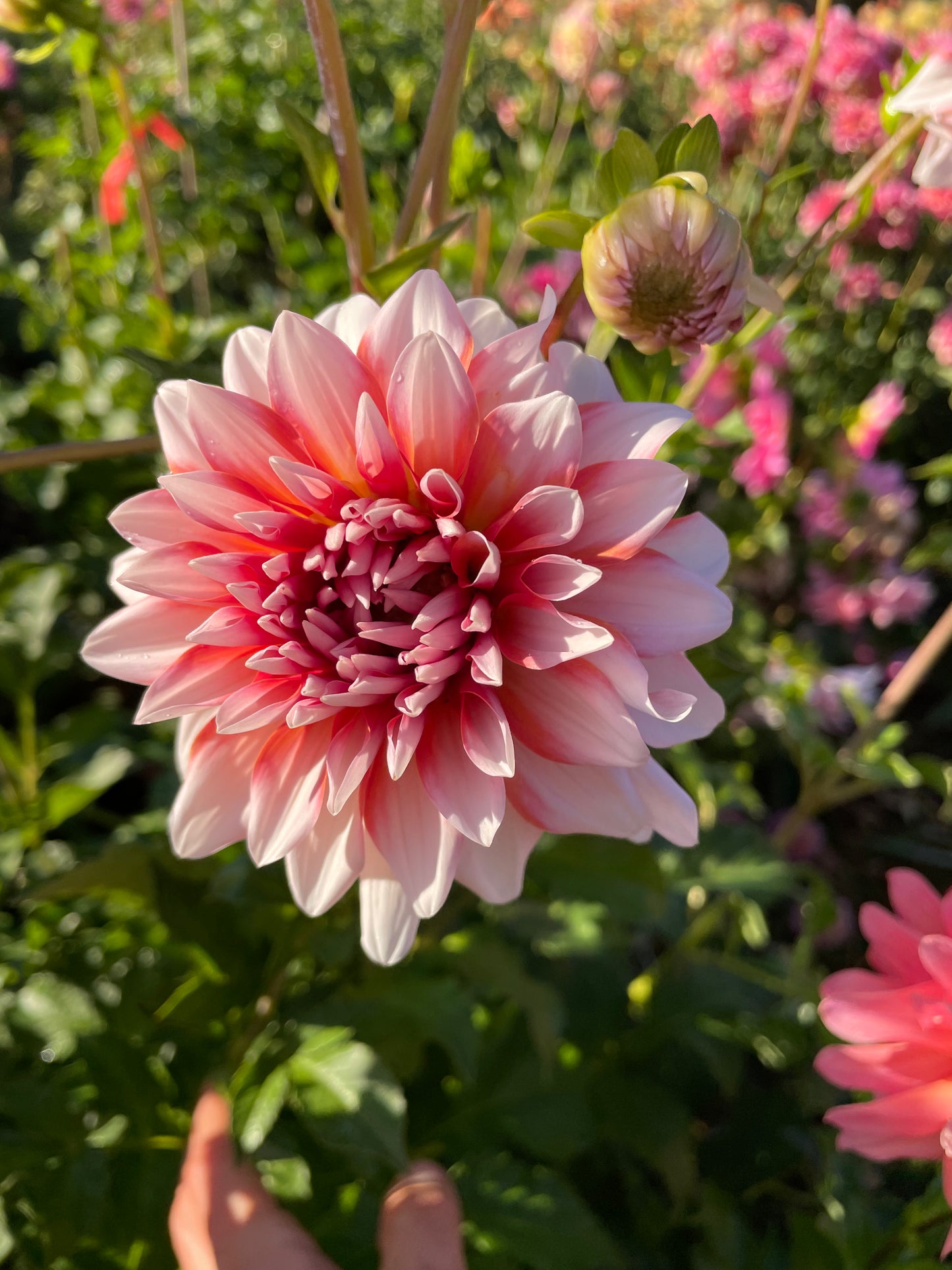A La Mode Dahlia Tuber
