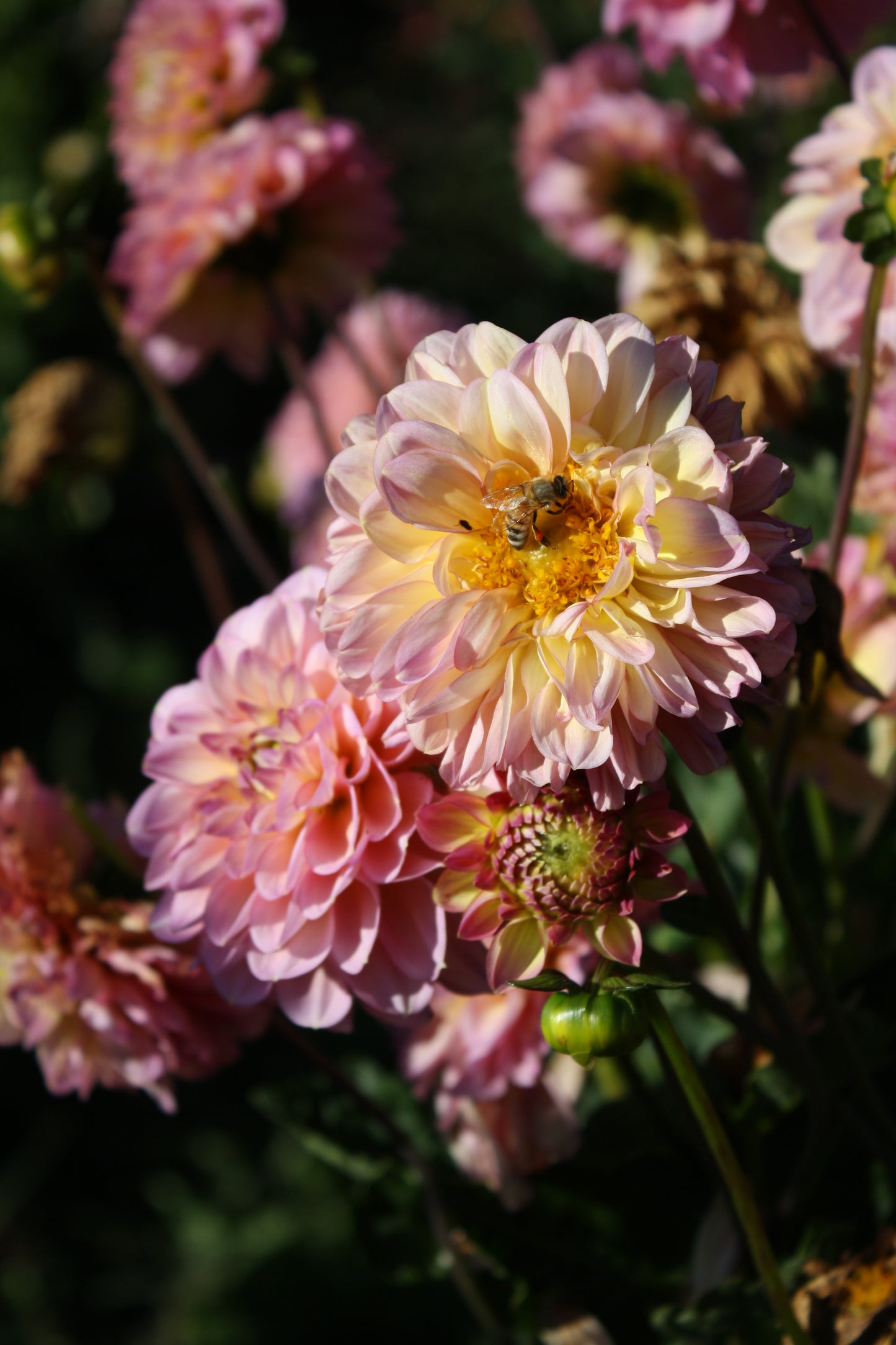 Foxy Lady Dahlia Tuber