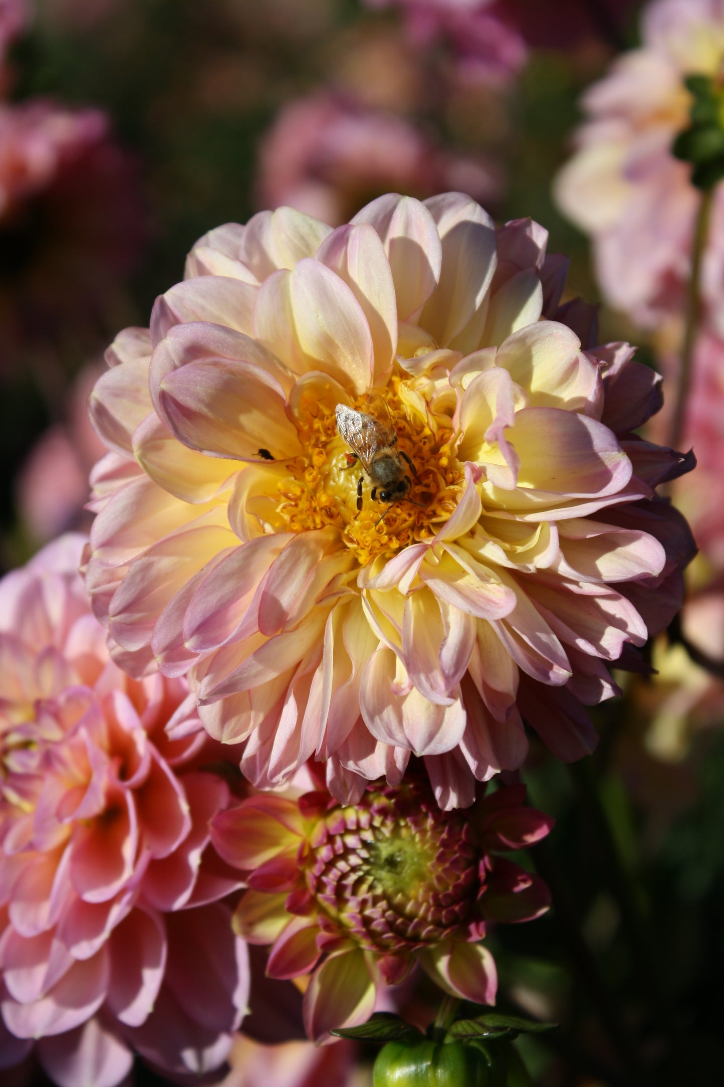 Foxy Lady Dahlia Tuber