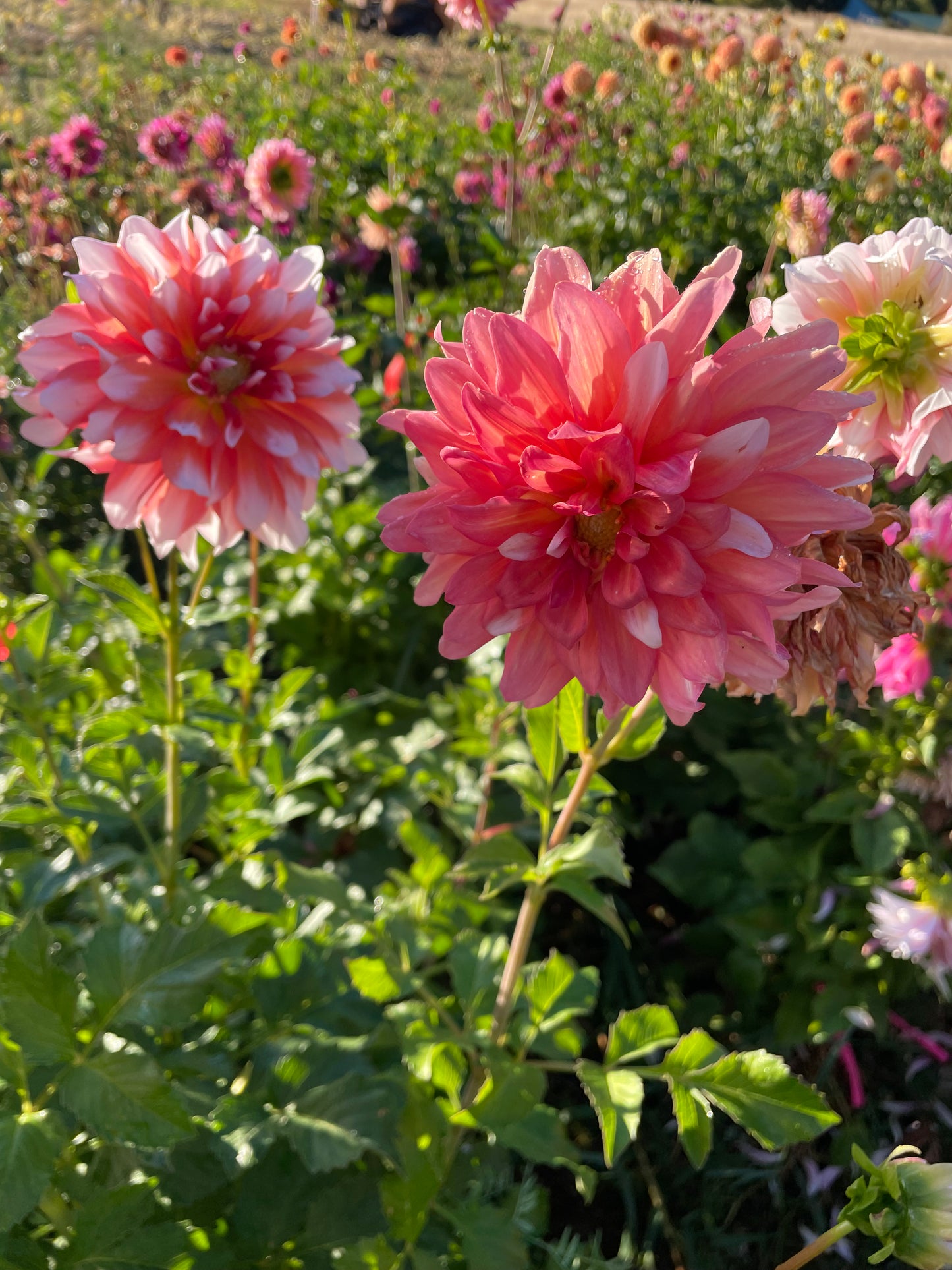 A La Mode Dahlia Tuber