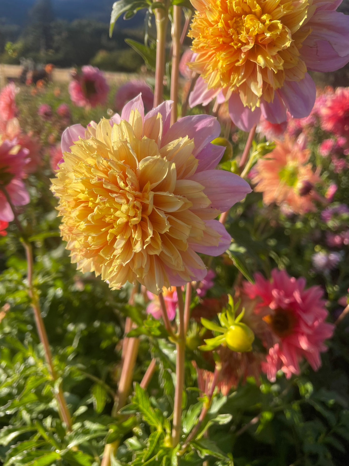 Lifestyle Dahlia Tuber