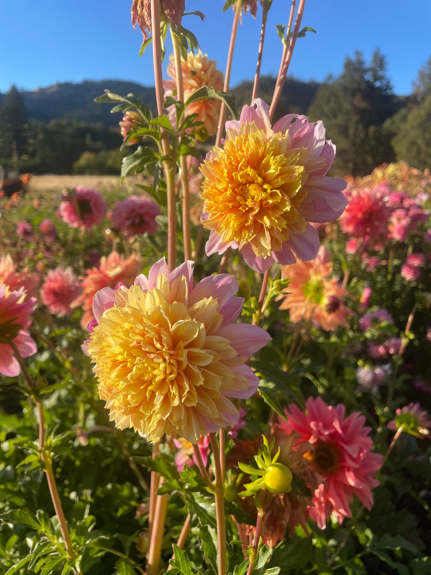 Lifestyle Dahlia Tuber