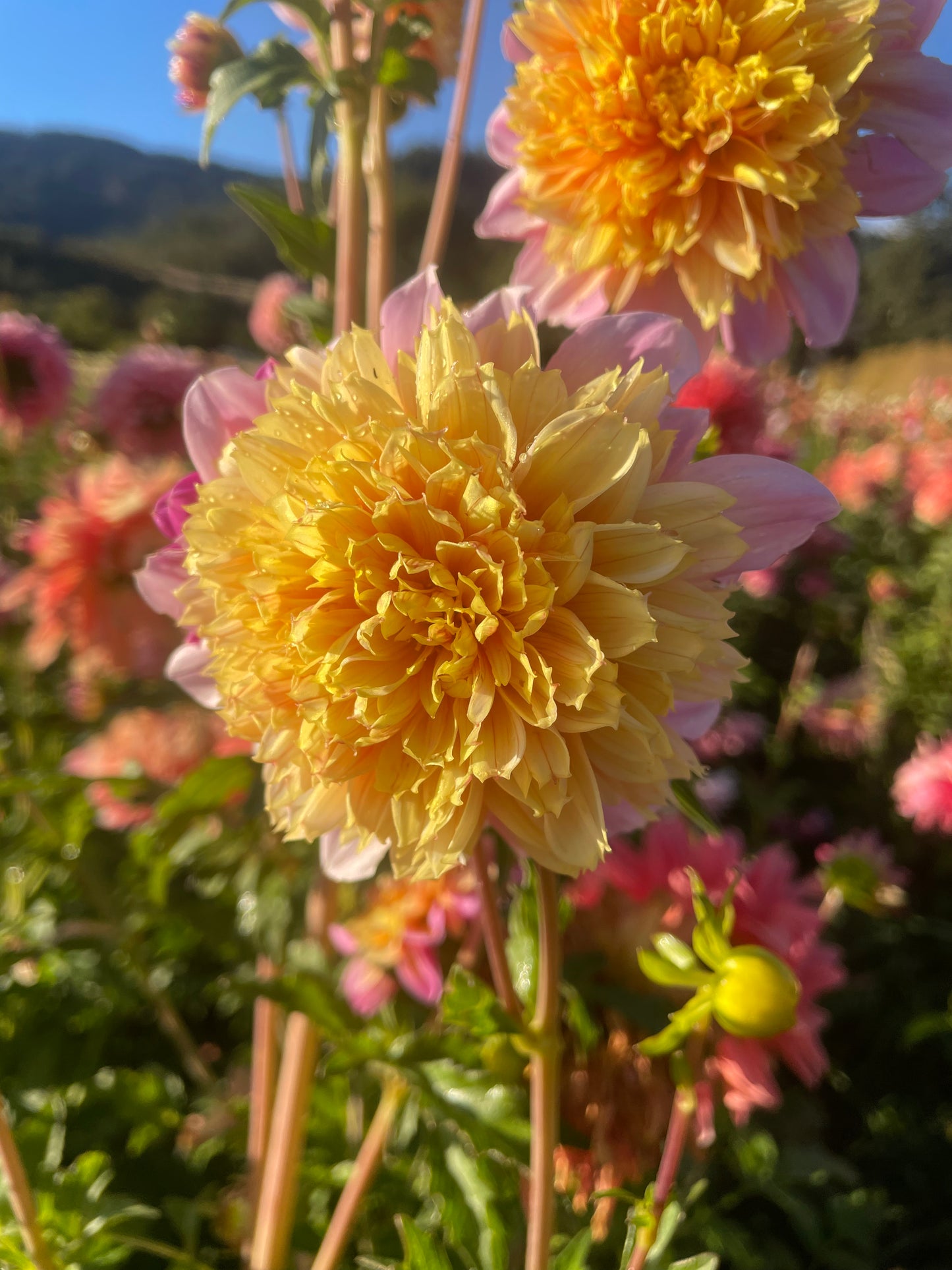 Lifestyle Dahlia Tuber
