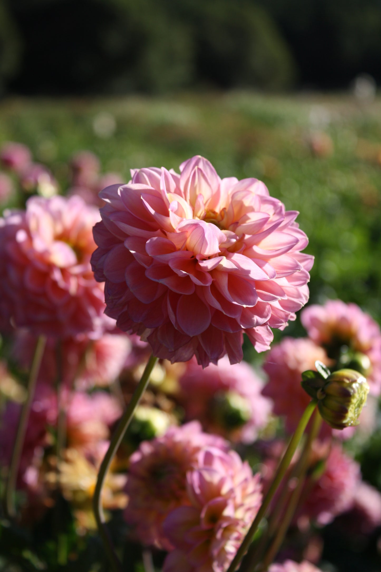 Foxy Lady Dahlia Tuber