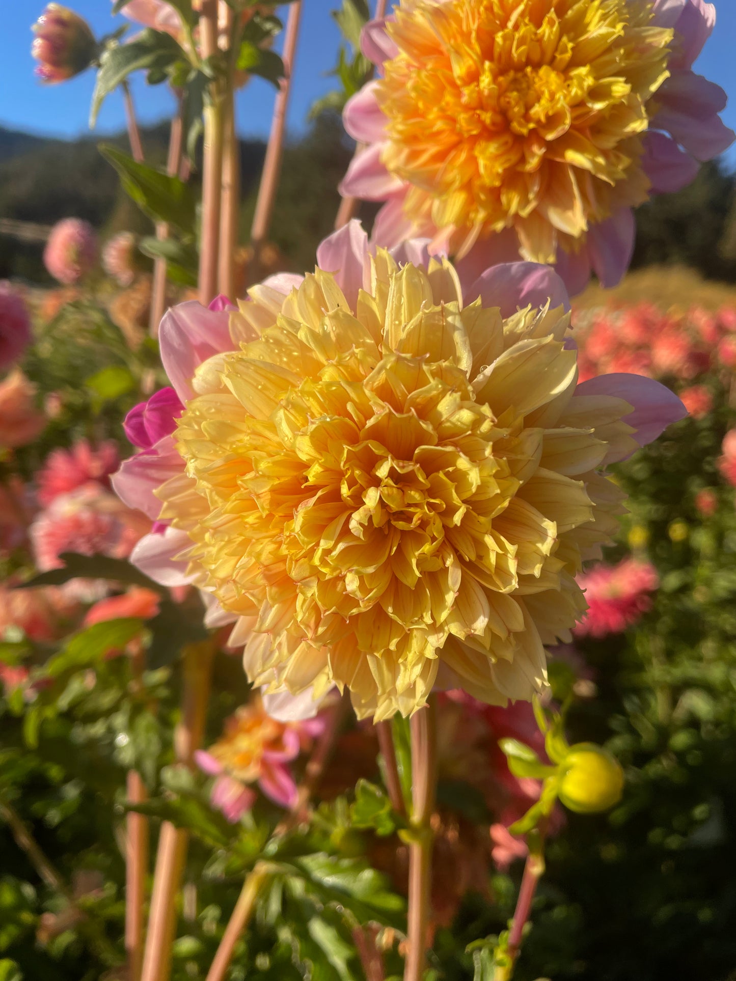Lifestyle Dahlia Tuber