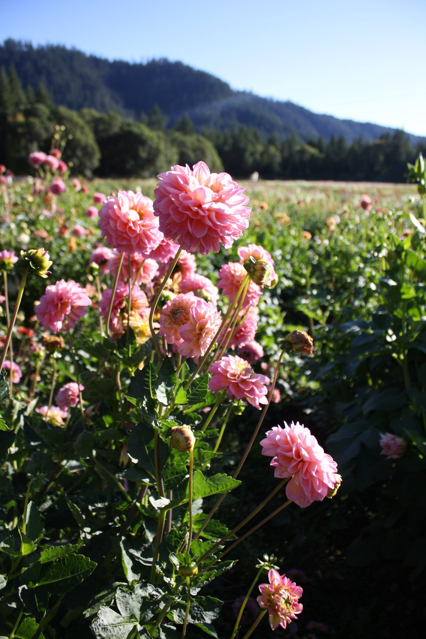 Foxy Lady Dahlia Tuber