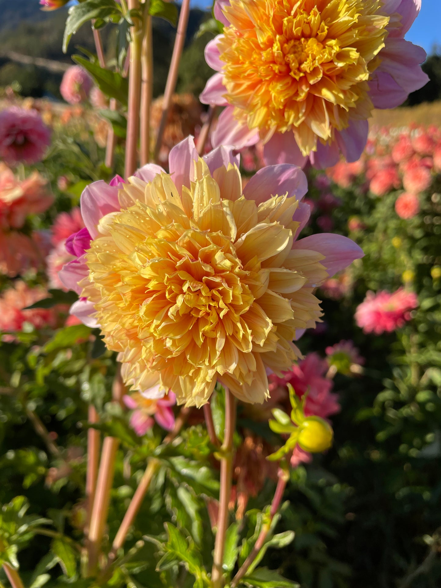 Lifestyle Dahlia Tuber