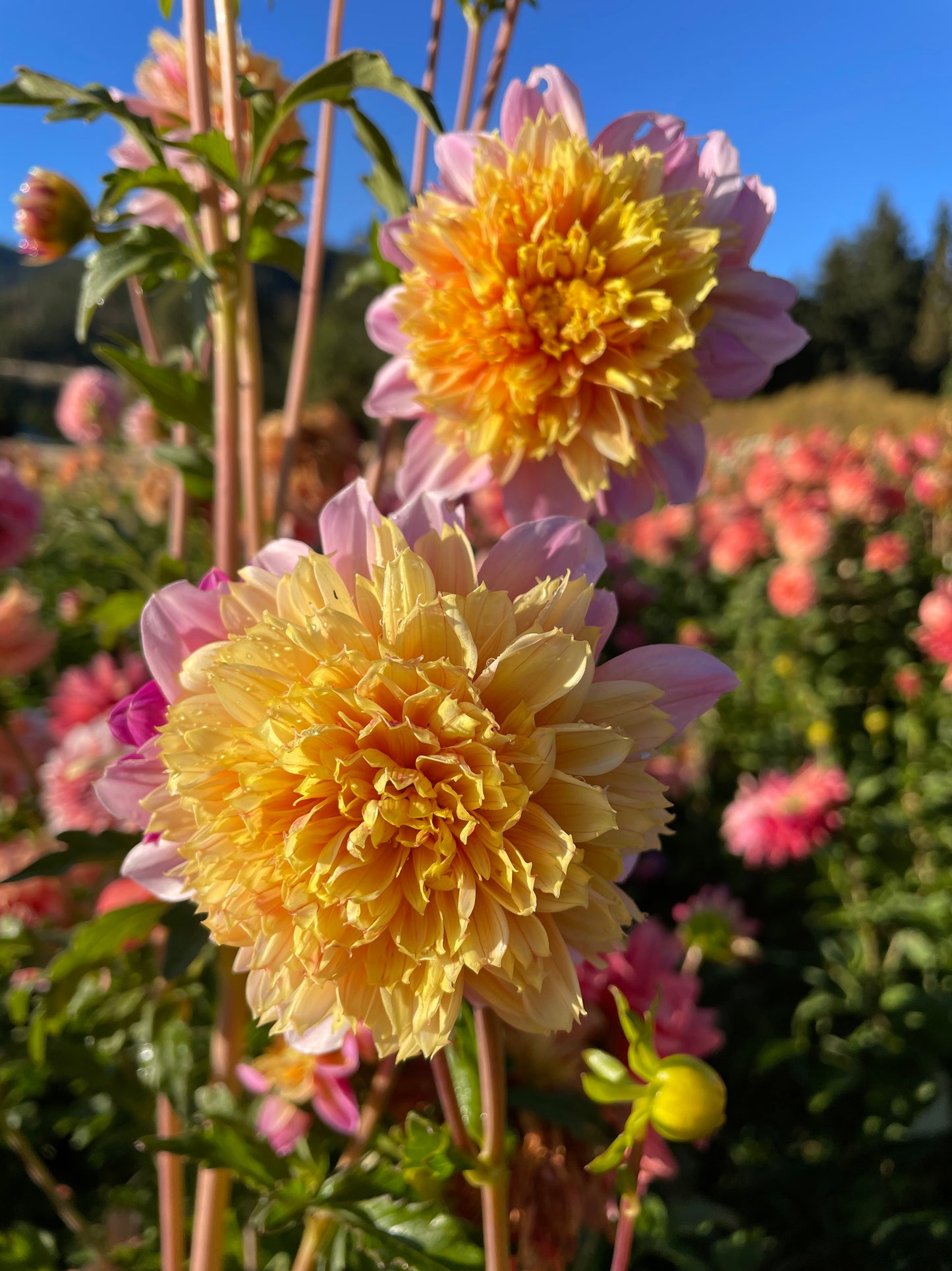 Lifestyle Dahlia Tuber